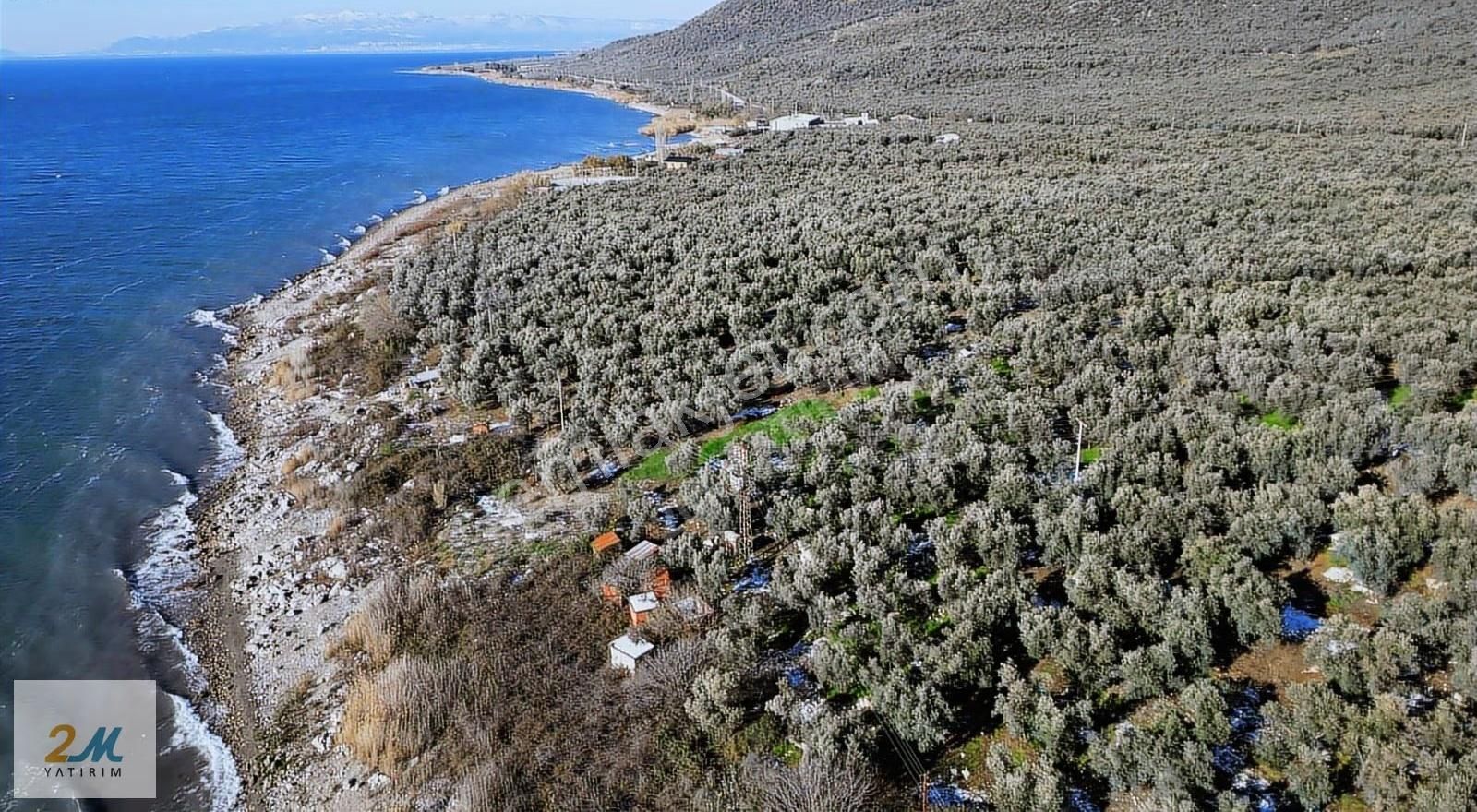 2m Yatırım'dan İznik Boyalıca Kasabasında Göle Sıfır Zeytinlik - Görsel 18