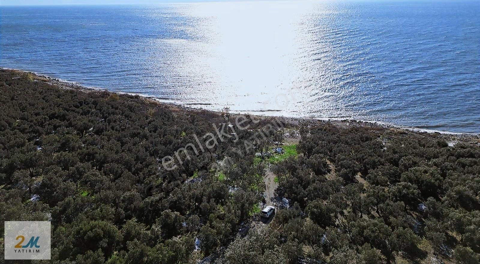 2m Yatırım'dan İznik Boyalıca Kasabasında Göle Sıfır Zeytinlik - Görsel 20