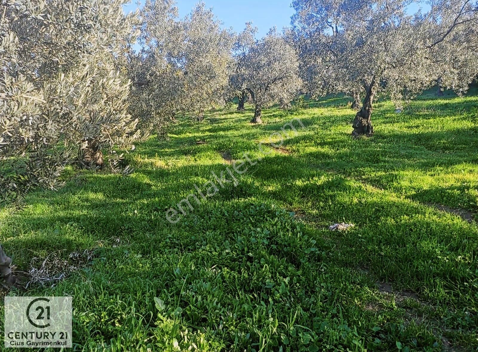C21 Cius; Umurbey'de Kadastro Yoluna Cephe Düz Satılık 2908 M2 - Görsel 15