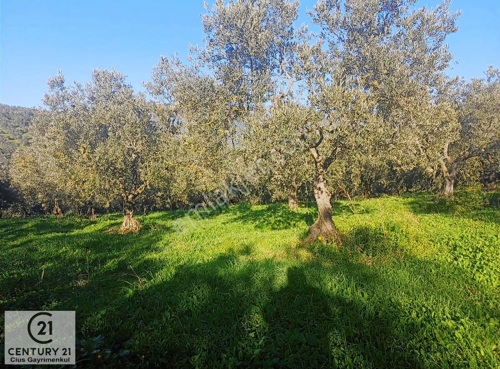 C21 Cius; Umurbey'de Kadastro Yoluna Cephe Düz Satılık 2908 M2 - Görsel 6