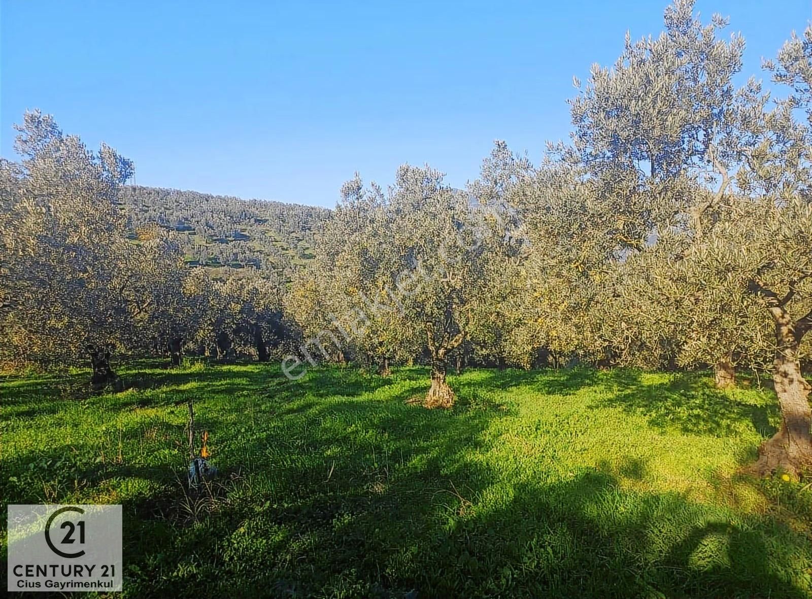 C21 Cius; Umurbey'de Kadastro Yoluna Cephe Düz Satılık 2908 M2 - Görsel 7