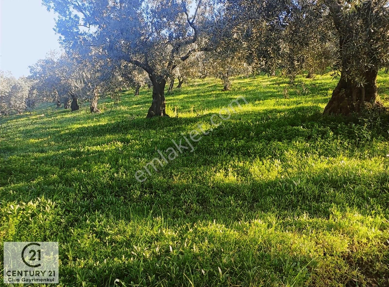 C21 Cius; Umurbey'de Kadastro Yoluna Cephe Düz Satılık 2908 M2 - Görsel 18