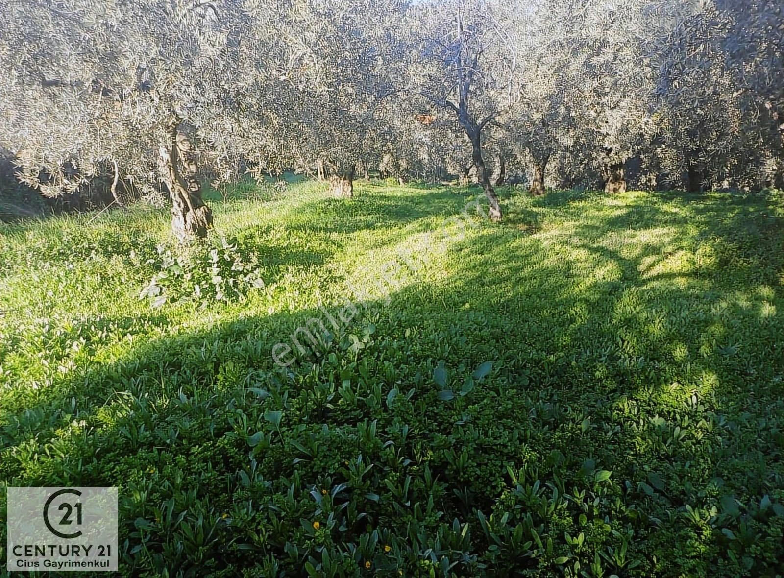C21 Cius; Umurbey'de Kadastro Yoluna Cephe Düz Satılık 2908 M2 - Görsel 14