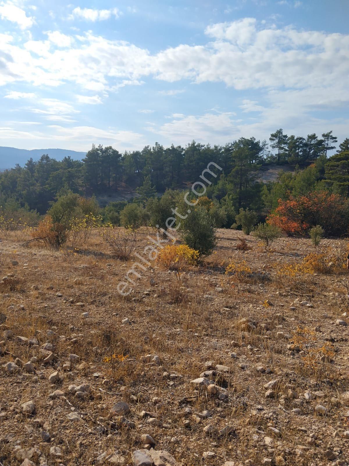 Silifke Kargıcakta Kelepir Tarla - Görsel 13