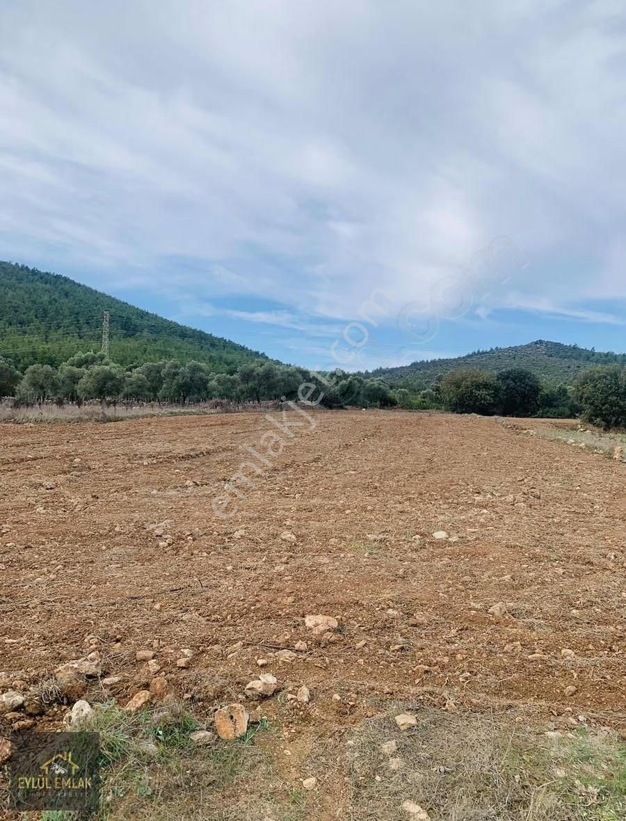 Sazköy De Yol Cepheli Satılık Tarla - Görsel 2