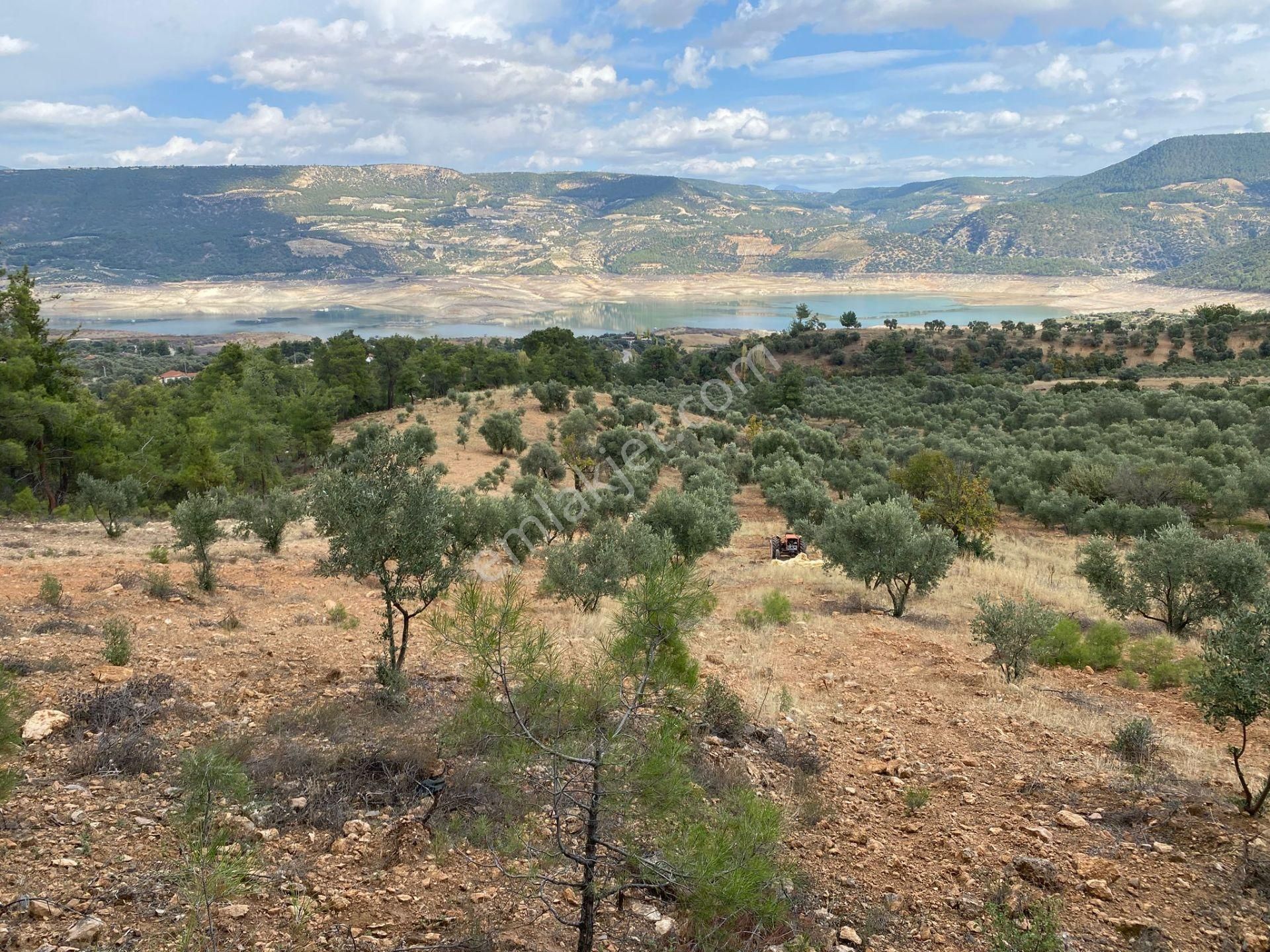 Bozdoğan Kemer Mahallesinde Satılık Zeytinli Tarla - Görsel 15