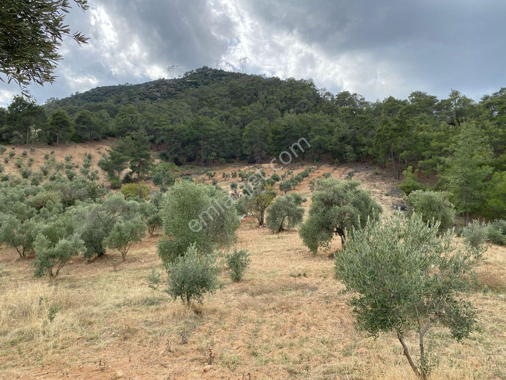 Bozdoğan Kemer Mahallesinde Satılık Zeytinli Tarla - Görsel 16