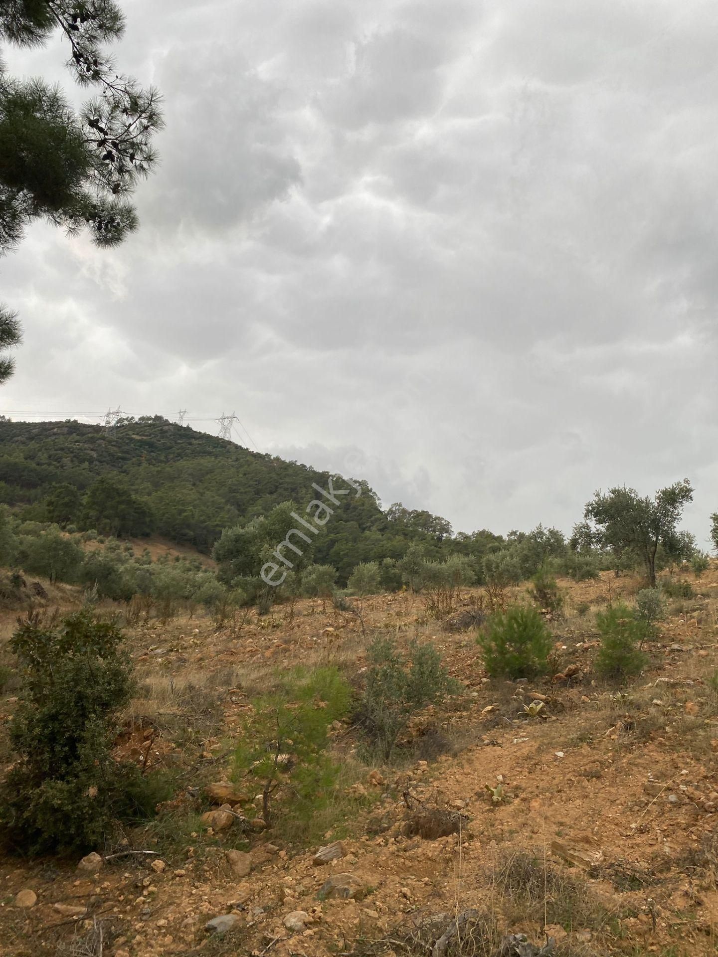 Bozdoğan Kemer Mahallesinde Satılık Zeytinli Tarla - Görsel 6