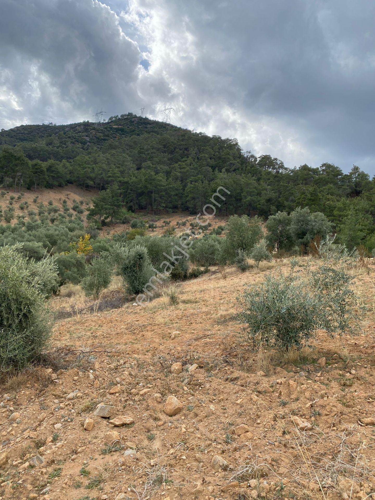 Bozdoğan Kemer Mahallesinde Satılık Zeytinli Tarla - Görsel 4