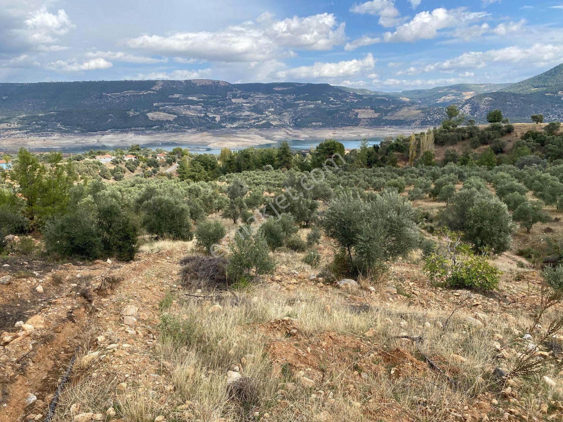 Bozdoğan Kemer Mahallesinde Satılık Zeytinli Tarla - Görsel 3