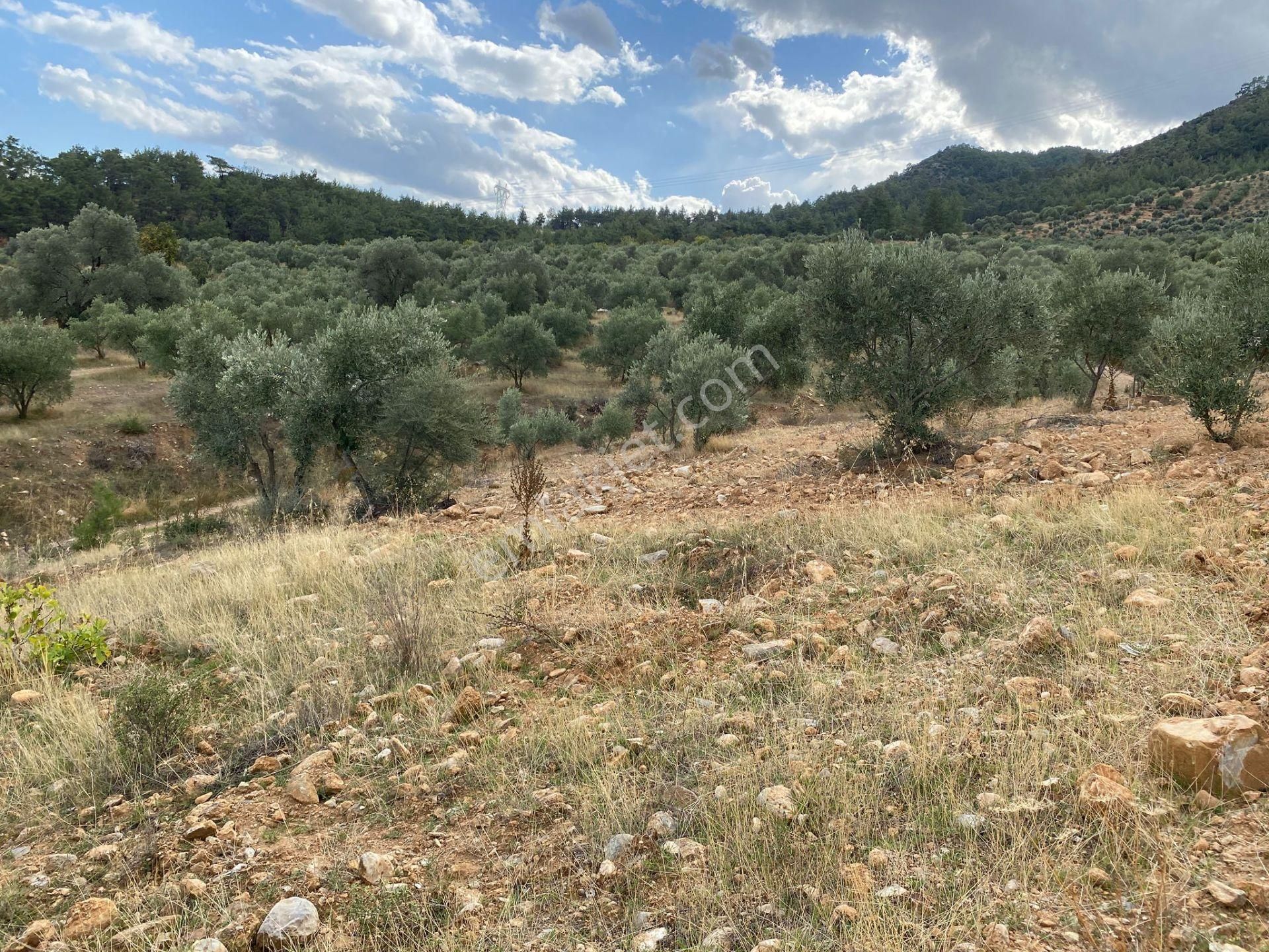 Bozdoğan Kemer Mahallesinde Satılık Zeytinli Tarla - Görsel 8