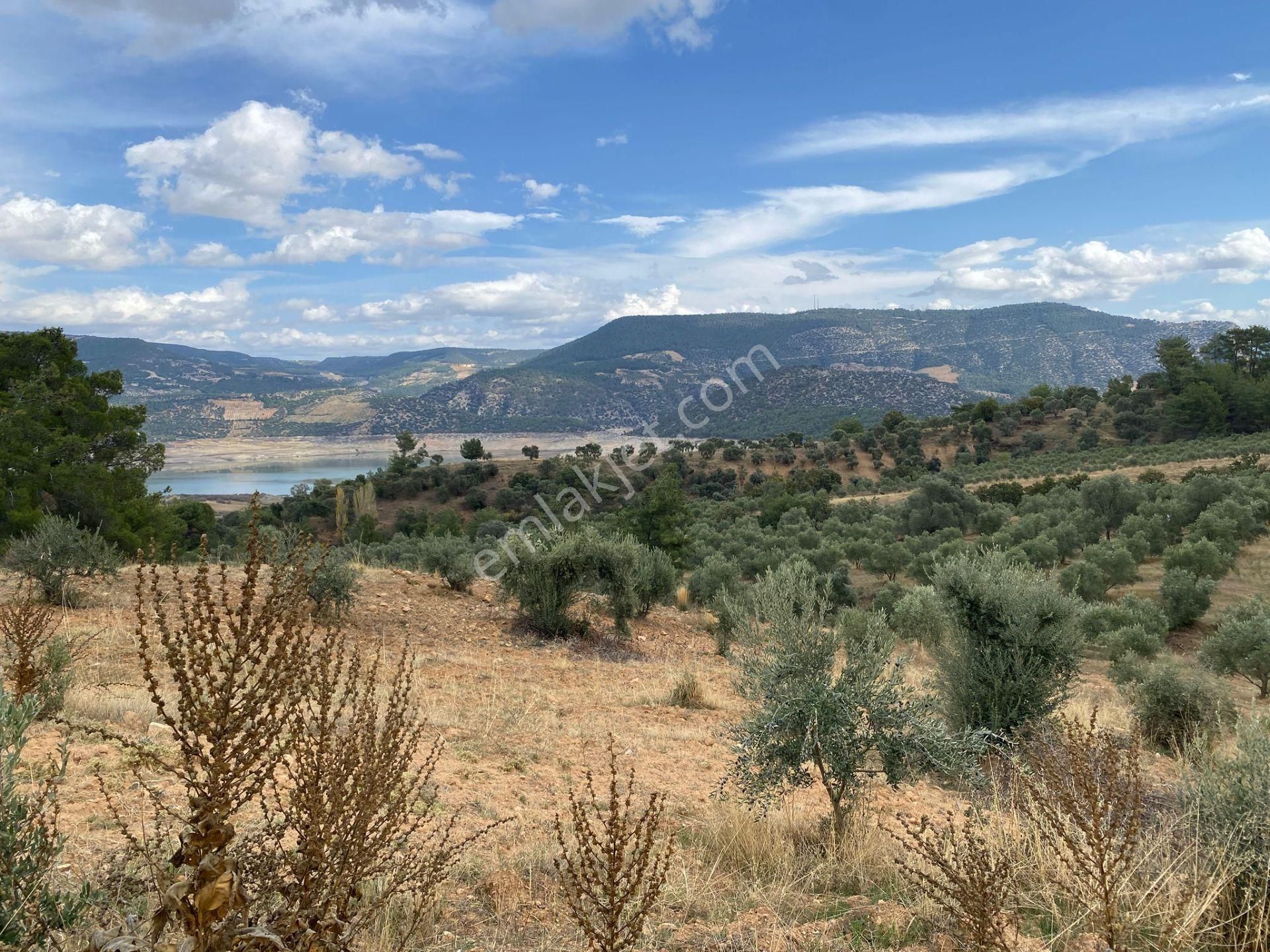 Bozdoğan Kemer Mahallesinde Satılık Zeytinli Tarla - Görsel 18