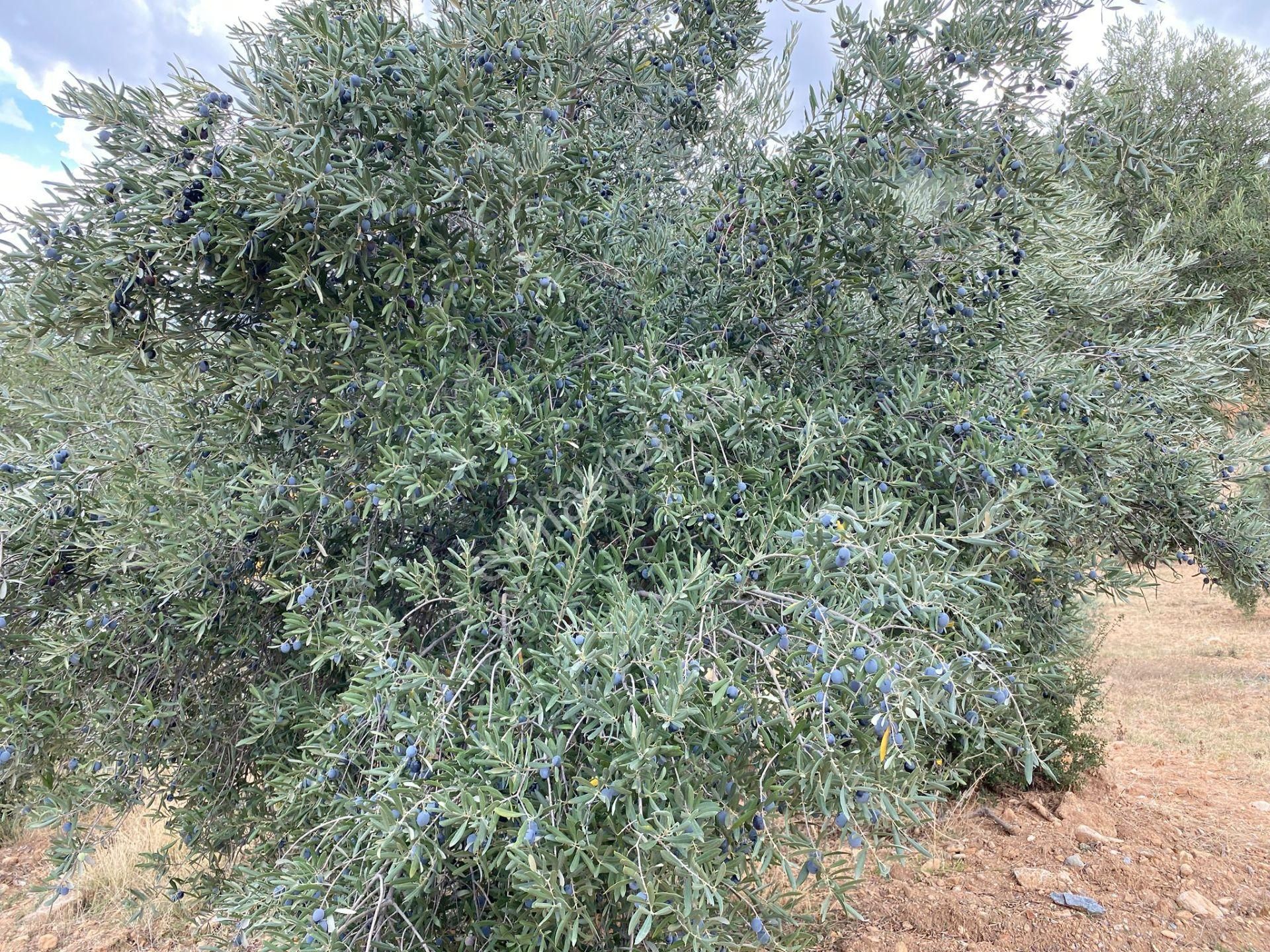 Bozdoğan Kemer Mahallesinde Satılık Zeytinli Tarla - Görsel 13