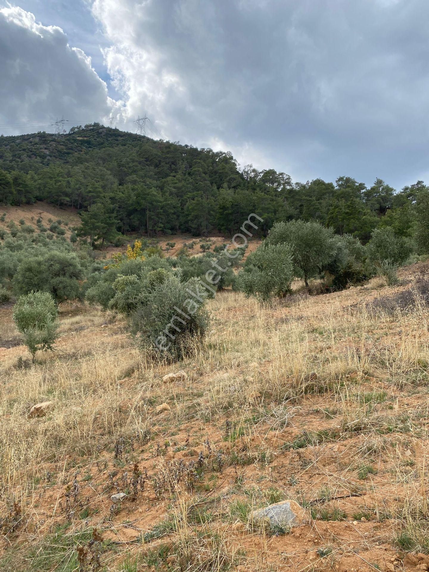 Bozdoğan Kemer Mahallesinde Satılık Zeytinli Tarla - Görsel 5