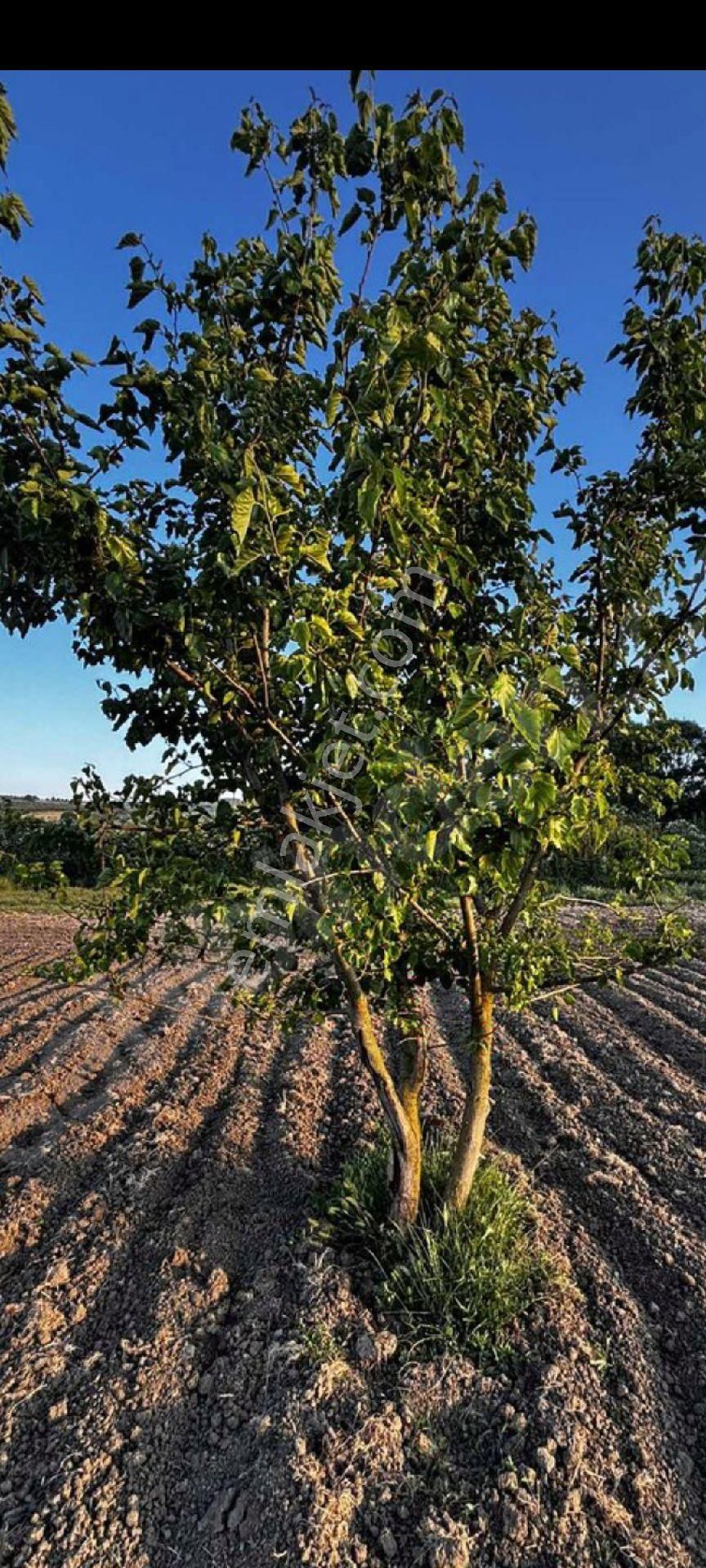 My Ekipden Bursanın Batı Yakası Nilüfer Çaylıda Hem Kullanımlık - Görsel 23
