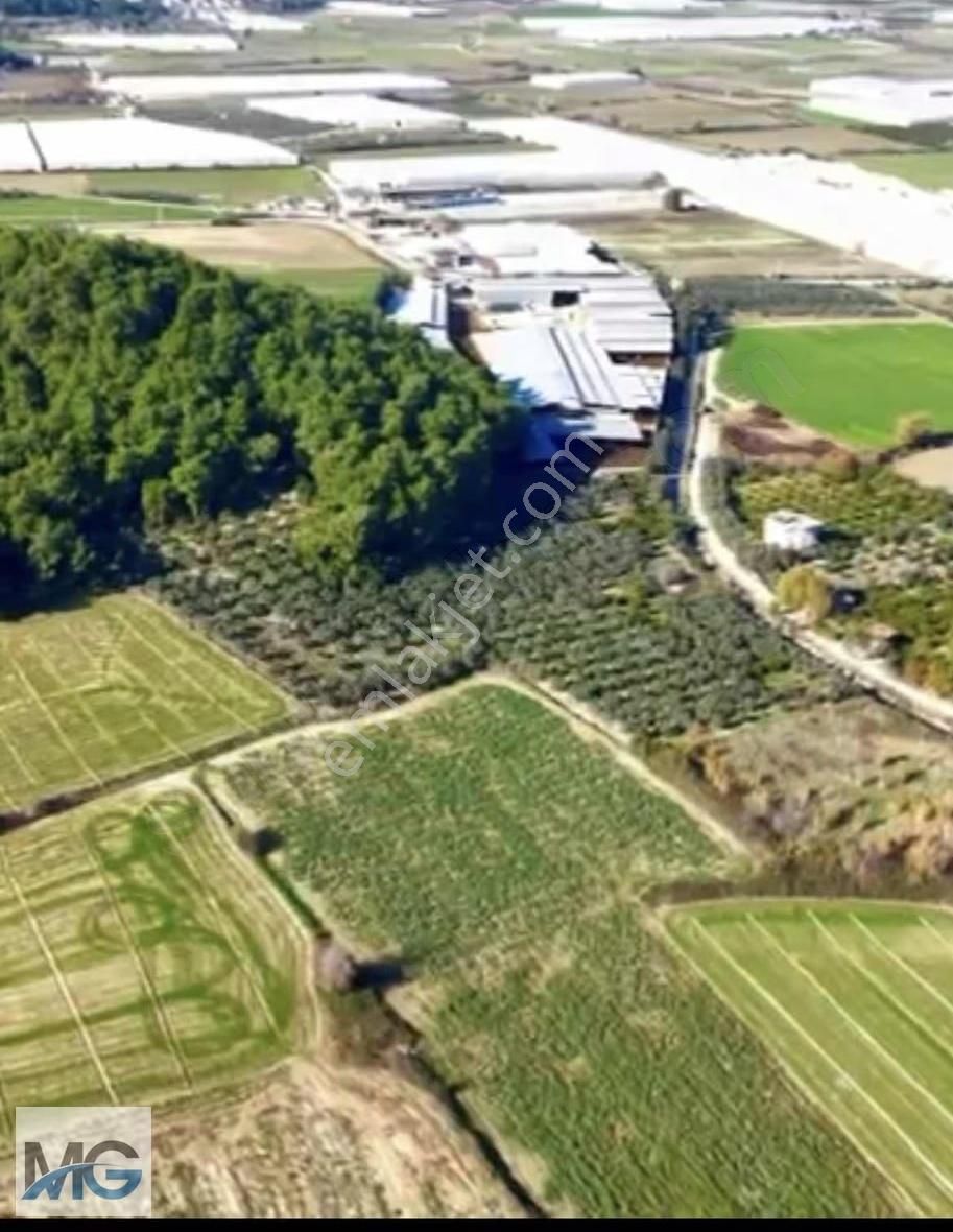 Hatipler De Konumu Güzel Taksimli 2150 M2 Tarla