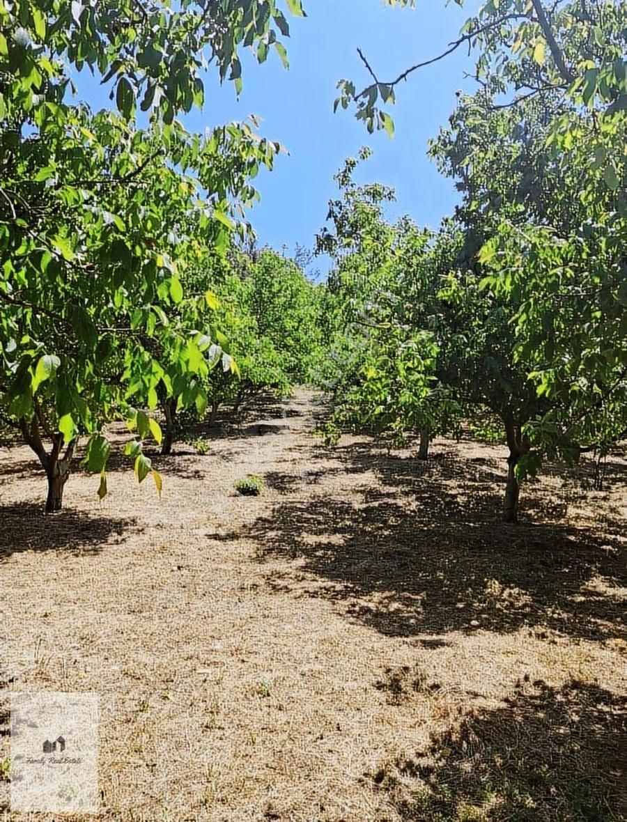 Bursa Yenişehir Süleymaniye Köyünde Satılık 5 Dönüm Bahçe