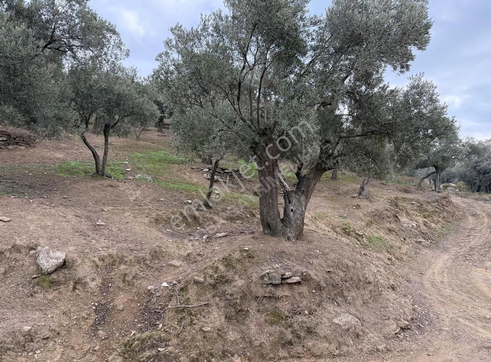 Rosa Gayrimenkul'den 3.881 M² Yusuflu' Da Satılık Zeytinlik - Görsel 5