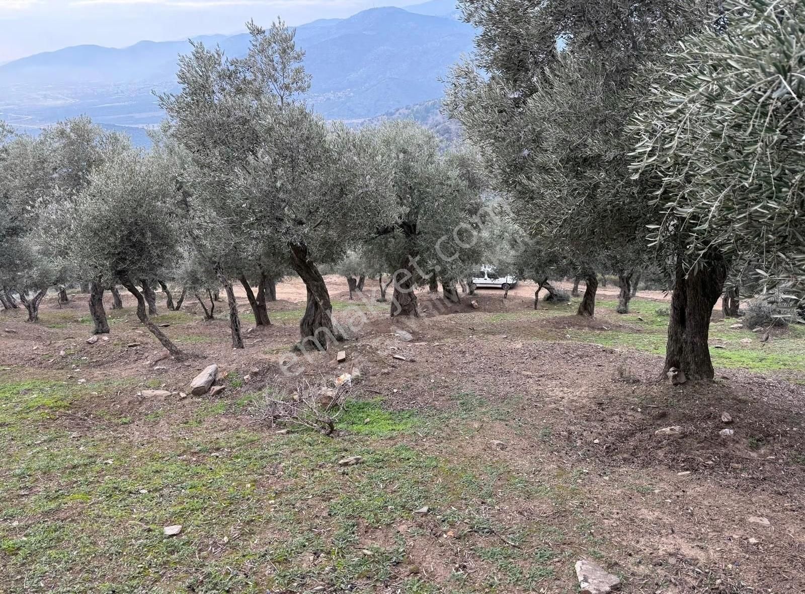 Rosa Gayrimenkul'den 3.881 M² Yusuflu' Da Satılık Zeytinlik - Görsel 9