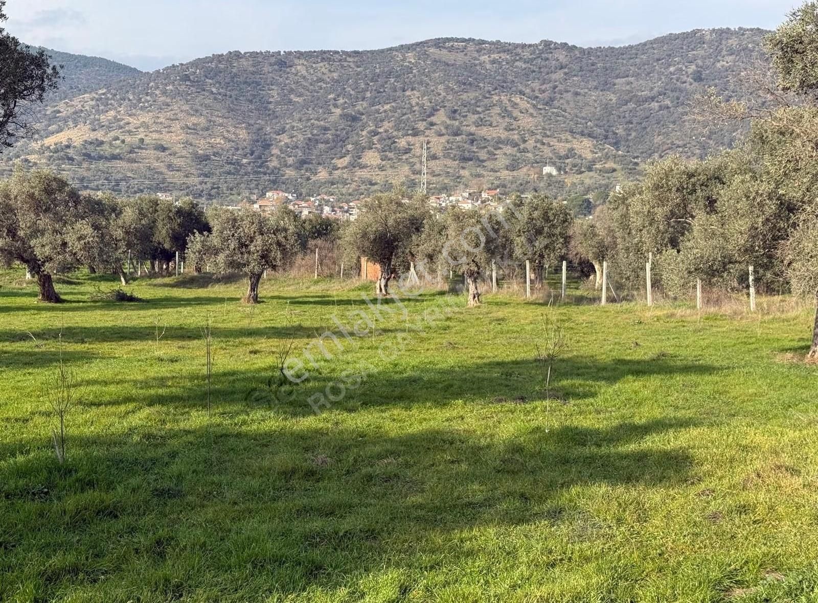 Rosa Gayrimenkul'den 1000 M² Bayındır Turan'da Satılık Zeytinlik - Görsel 4