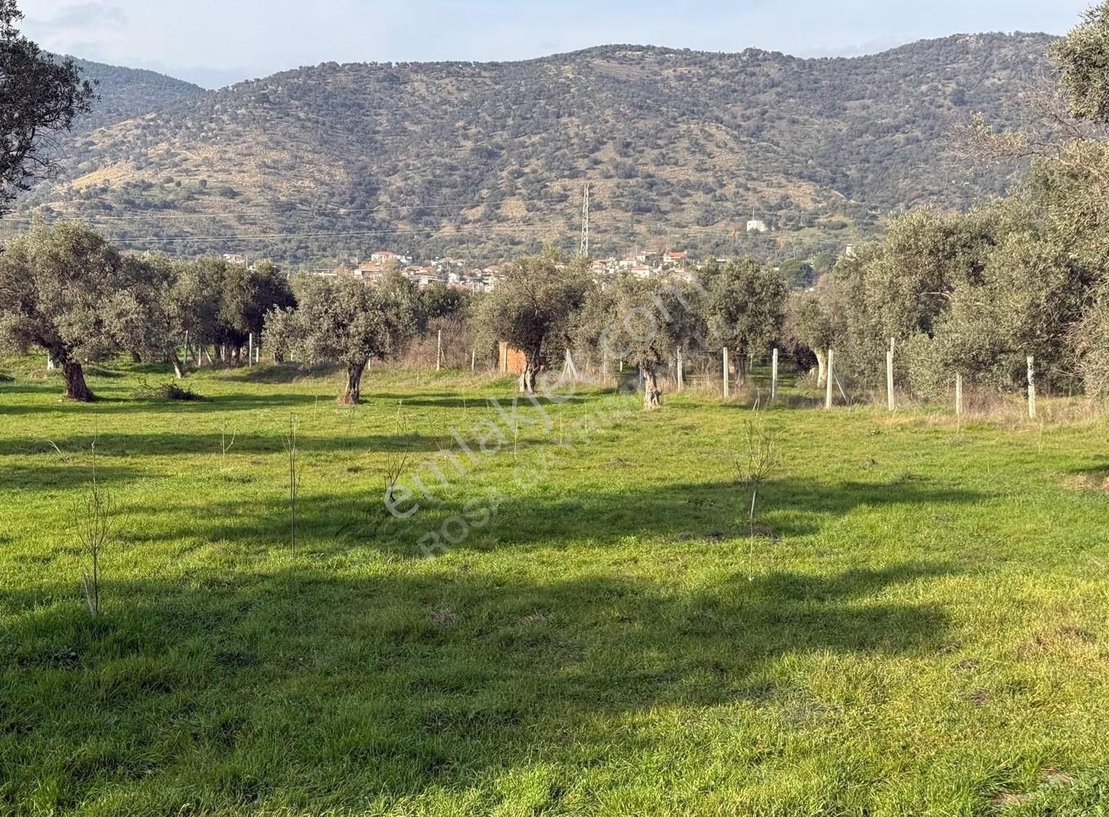 Rosa Gayrimenkul'den 1000 M² Bayındır Turan'da Satılık Zeytinlik