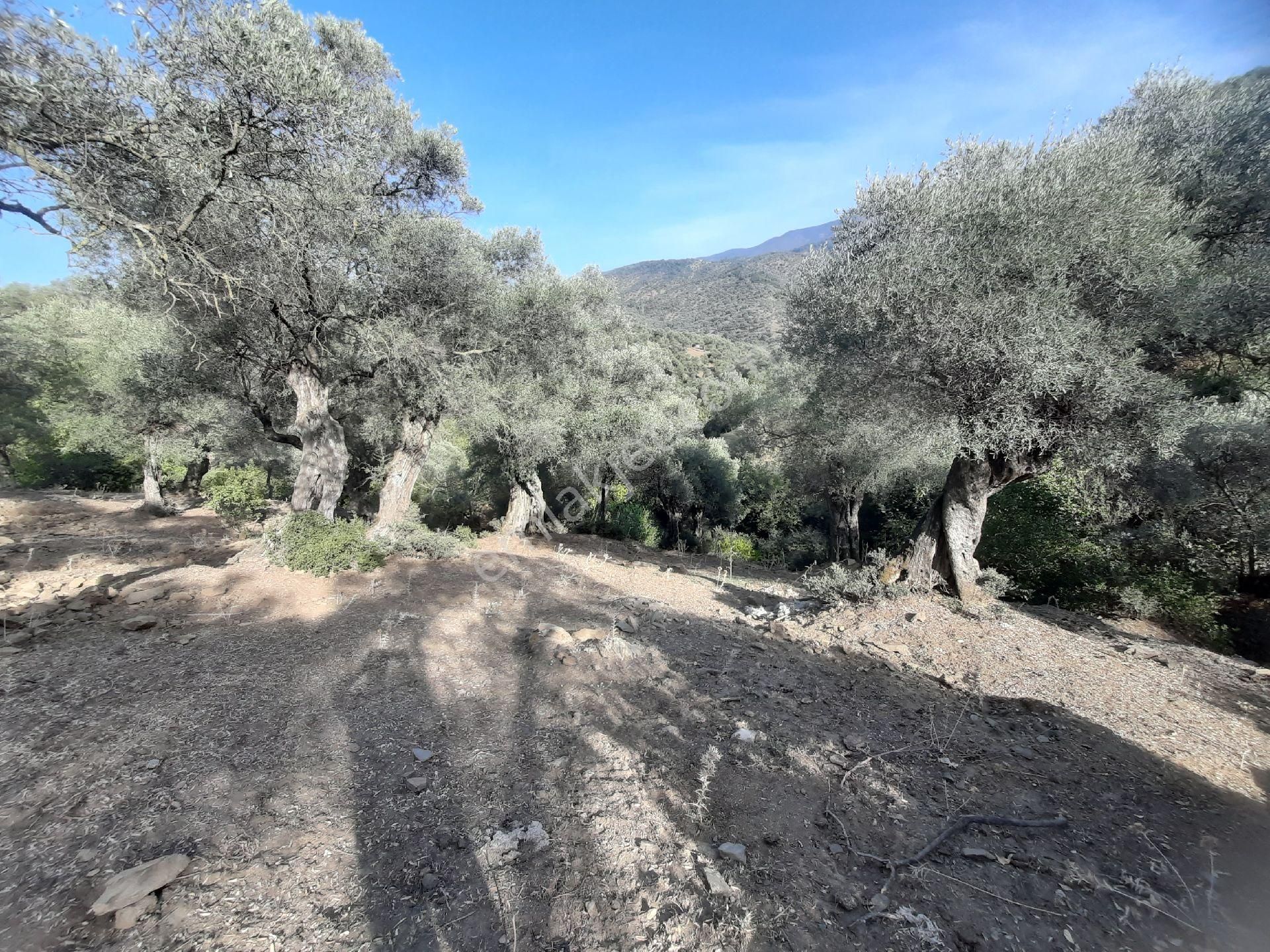 Yatırımlık Köyiçi Arsa - Görsel 5