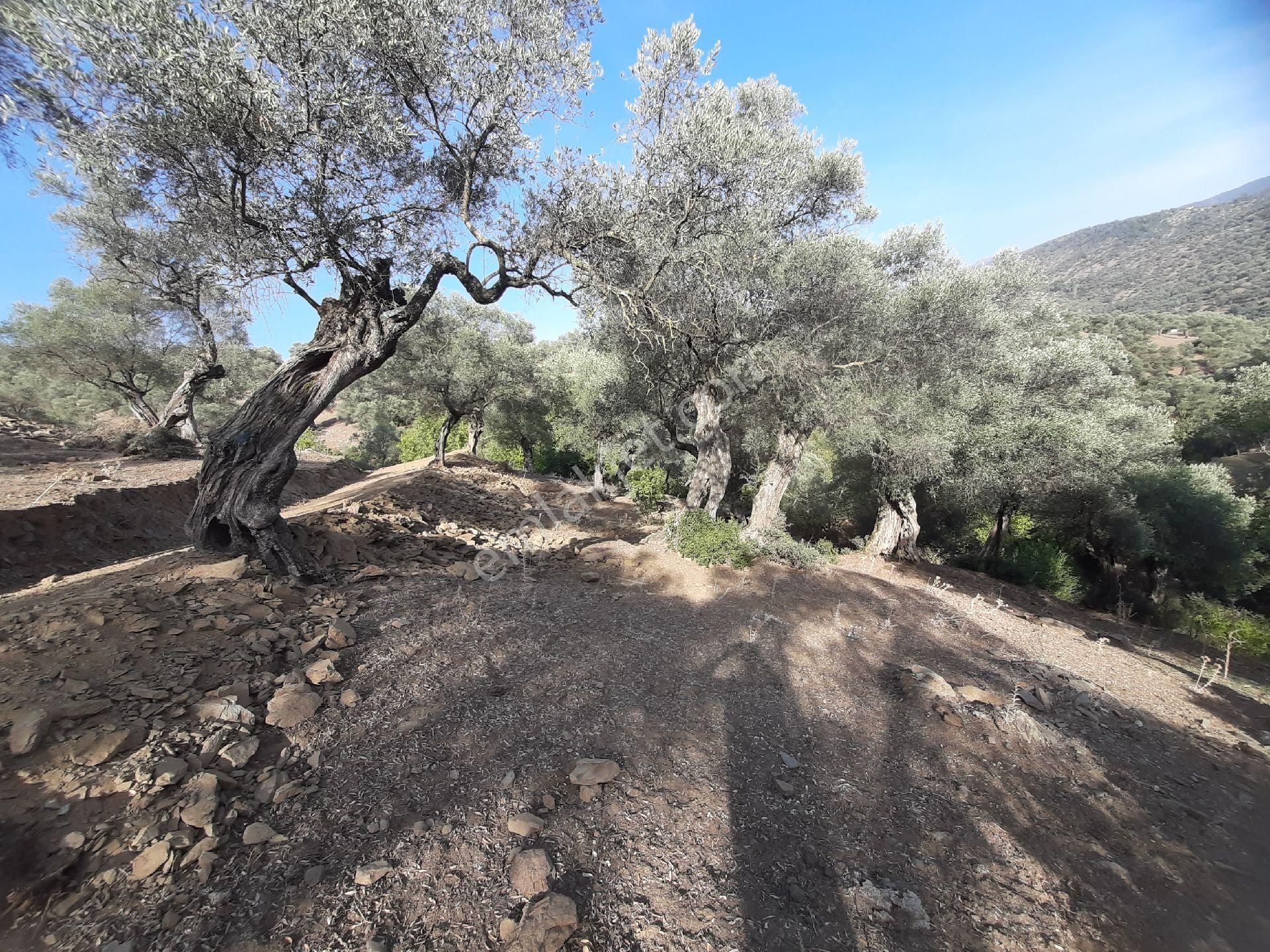 Yatırımlık Köyiçi Arsa - Görsel 6