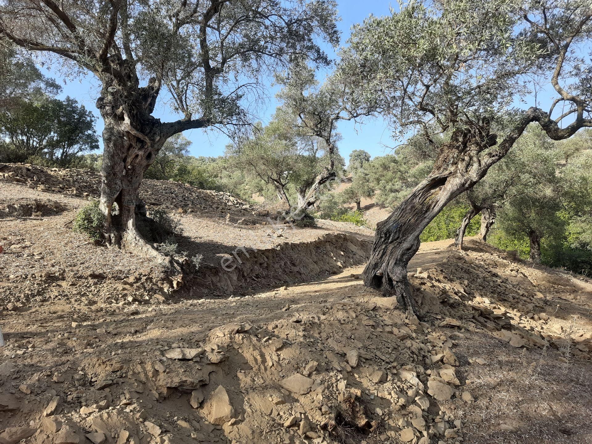 Yatırımlık Köyiçi Arsa - Görsel 8