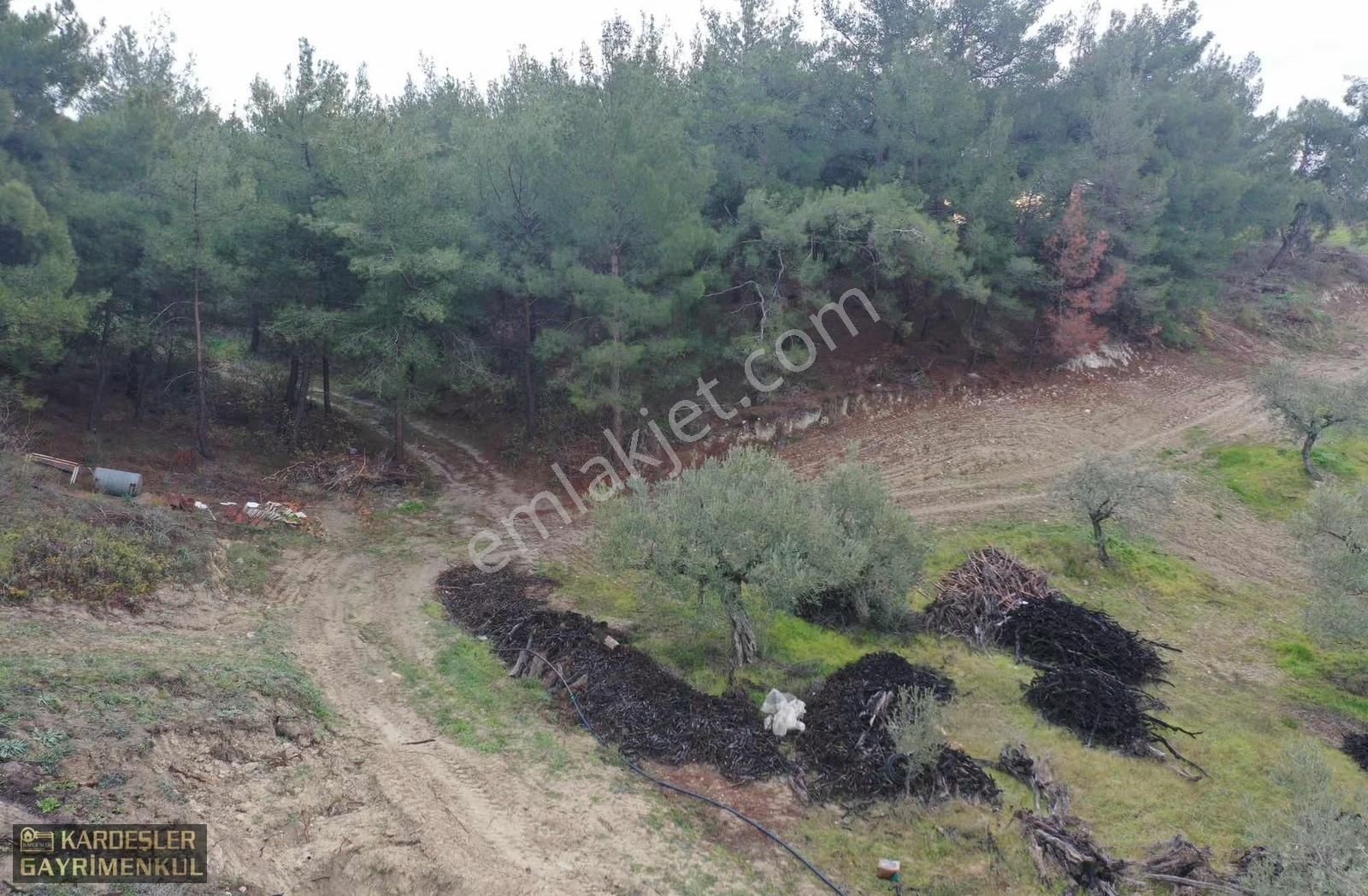 Sindelli De Satılık Köy Dibinde Tek Tapu Elektrik Sulu Zeytinlik - Görsel 15
