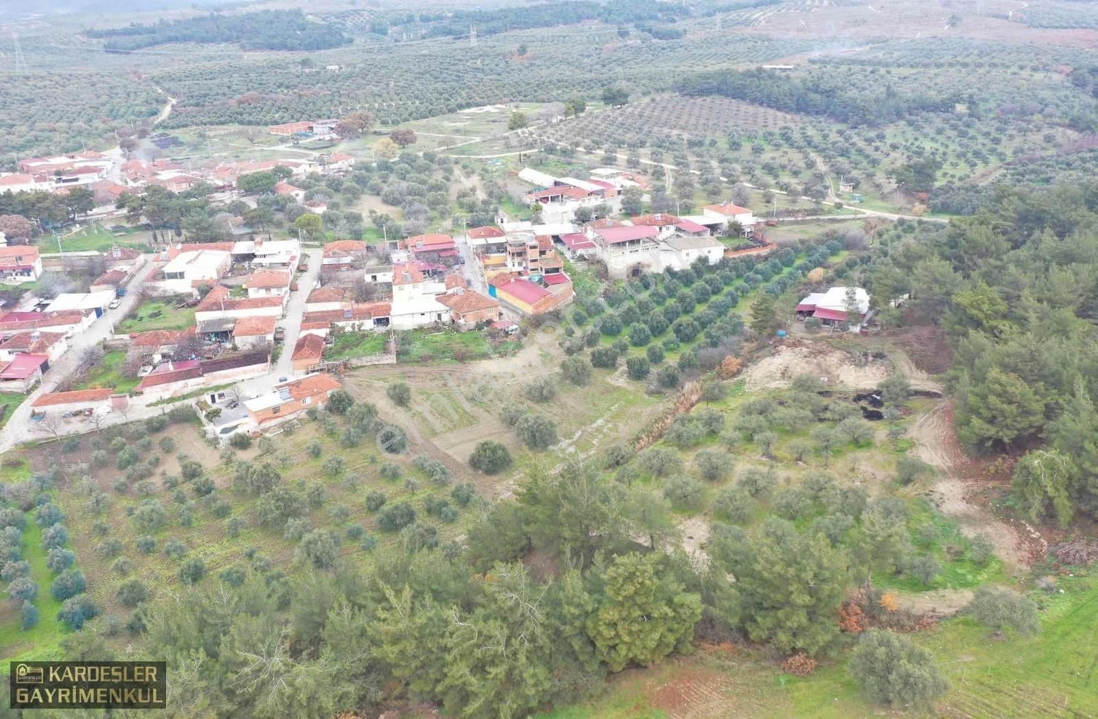 Sindelli De Satılık Köy Dibinde Tek Tapu Elektrik Sulu Zeytinlik - Görsel 10