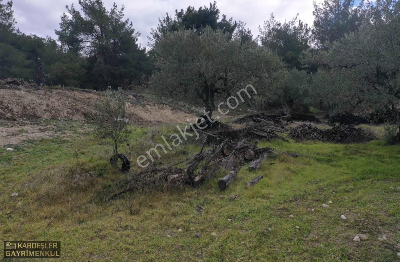 Sindelli De Satılık Köy Dibinde Tek Tapu Elektrik Sulu Zeytinlik - Görsel 9