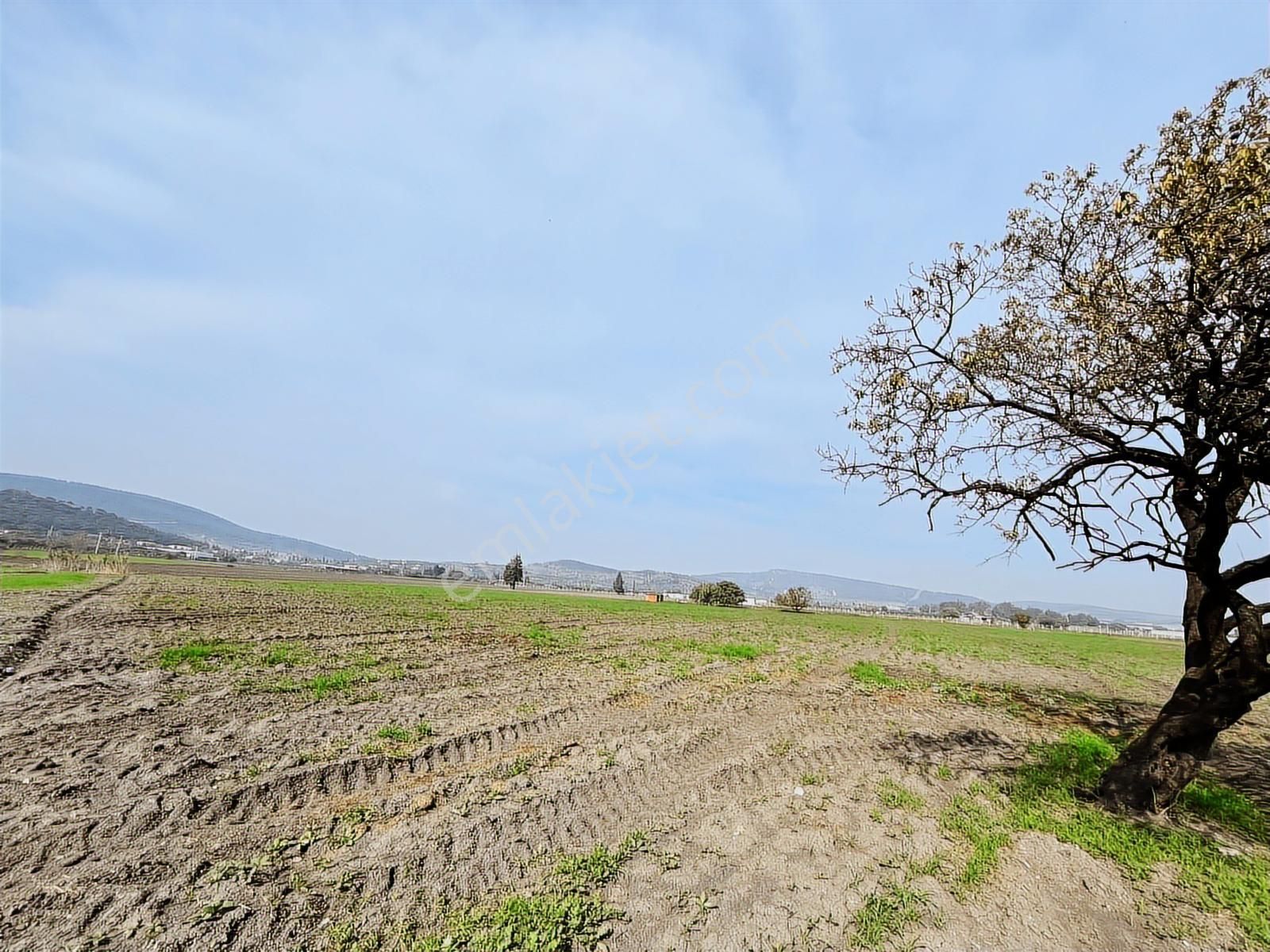 İzmir Foça Ilıpınarda Satılık Tarla - Görsel 4