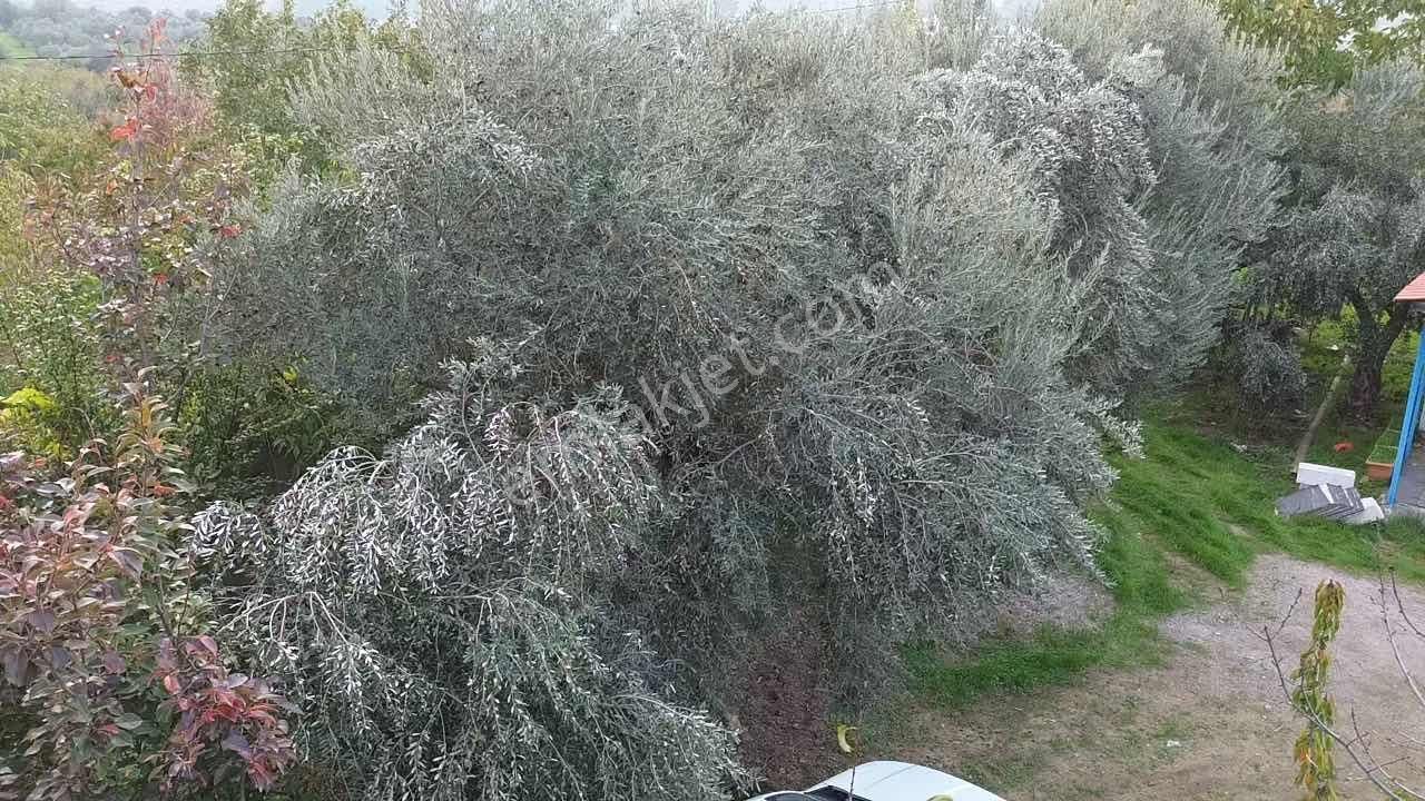 Merkezde İçinde Evi Olan Müstakil Bahçe - Görsel 28