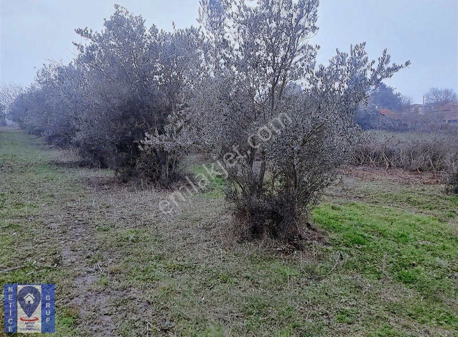 Bursa'da Köyiçi İmarlı Çiftlik Evi Arsa +tarla Toplam 7000 M2 - Görsel 2