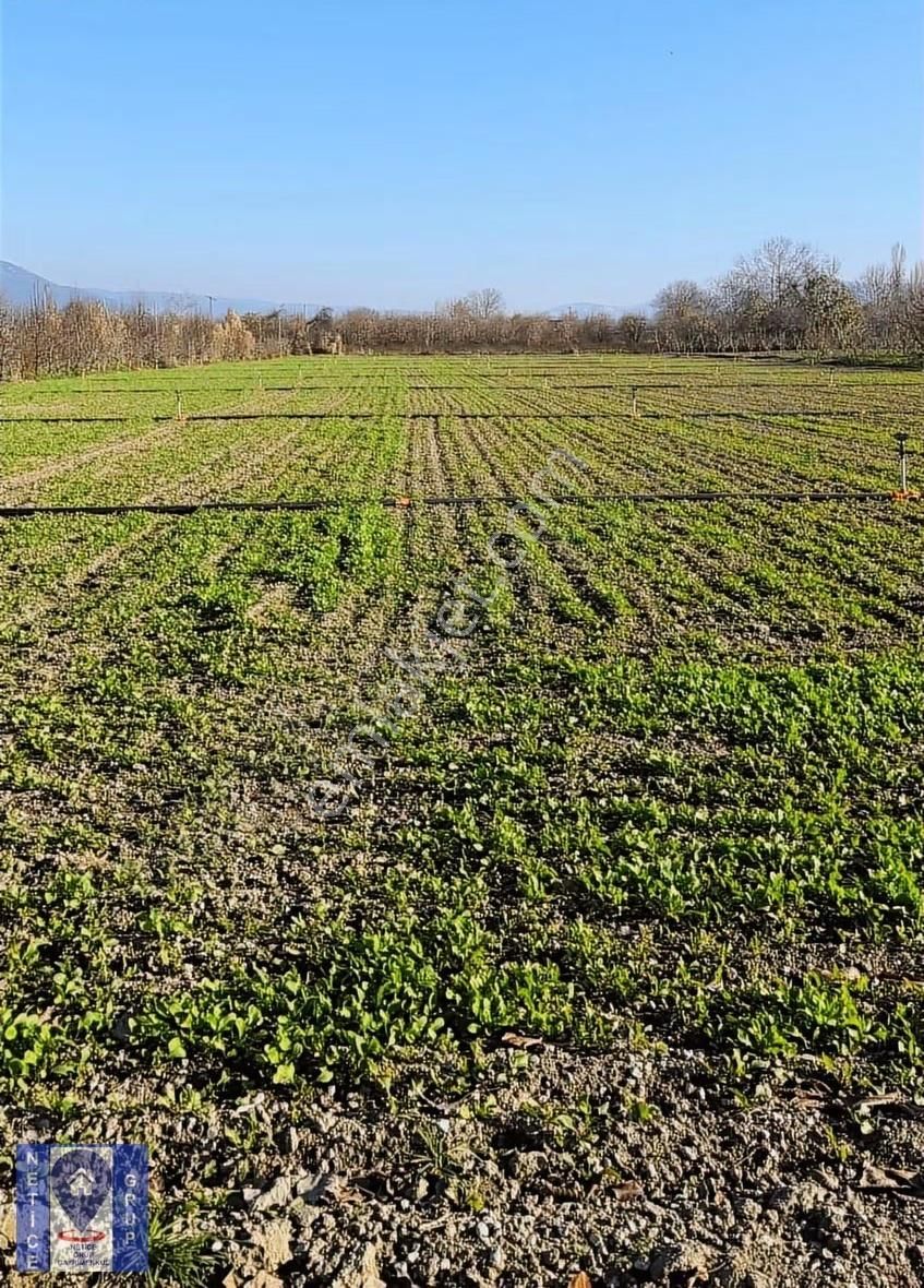 Bursa Gürsu Hasanköy'de Yatırımlık Ve Verimli Arazi 5.7 Dönüm