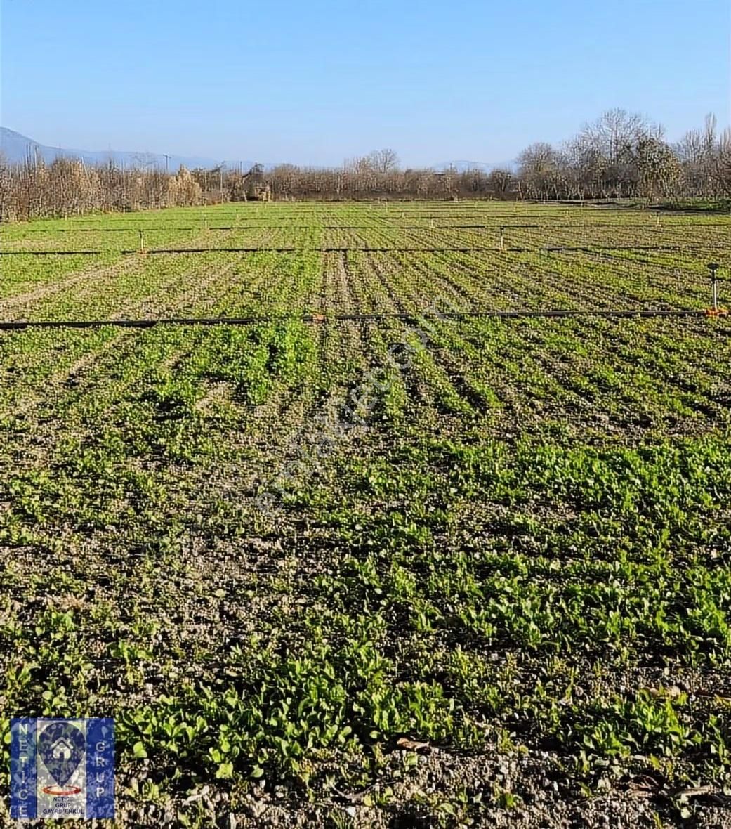 Bursa Gürsu Hasanköy'de Yatırımlık Ve Verimli Arazi 5.7 Dönüm - Görsel 3