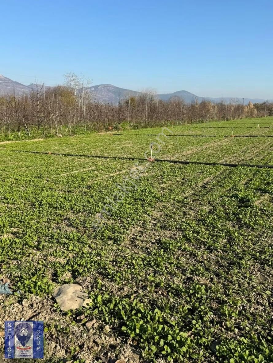 Bursa Gürsu Hasanköy'de Yatırımlık Ve Verimli Arazi 5.7 Dönüm - Görsel 7