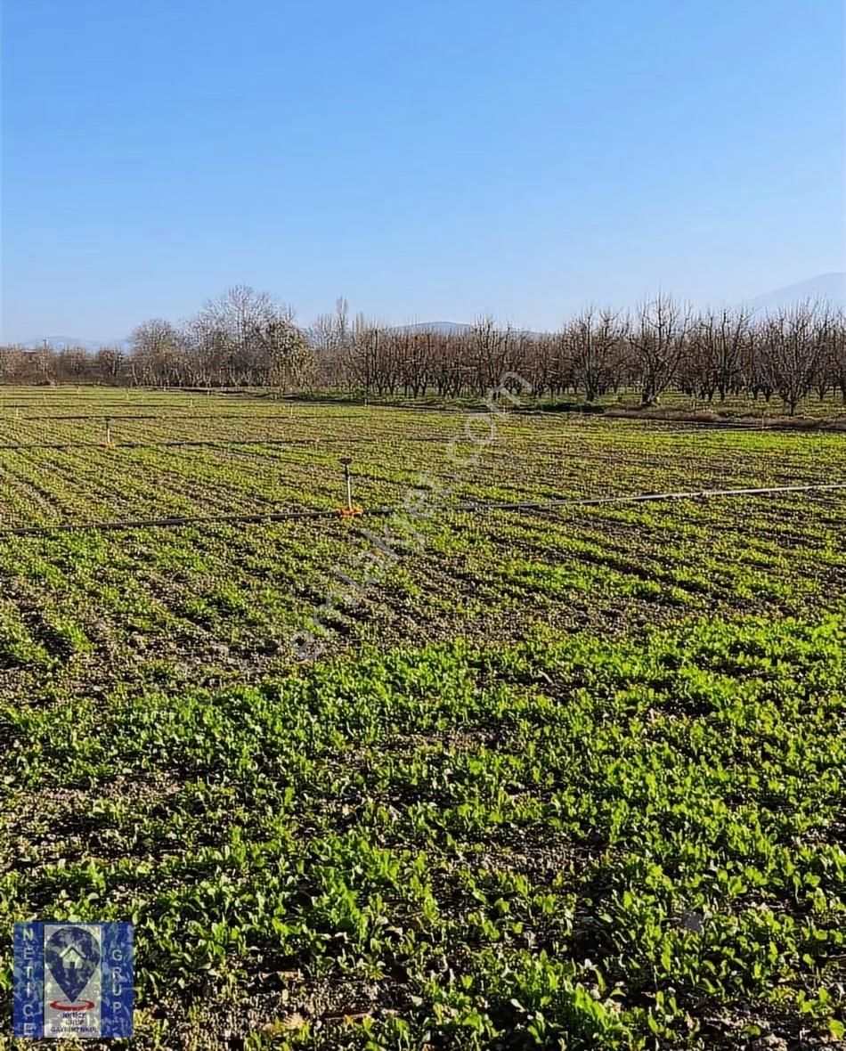 Bursa Gürsu Hasanköy'de Yatırımlık Ve Verimli Arazi 5.7 Dönüm - Görsel 5