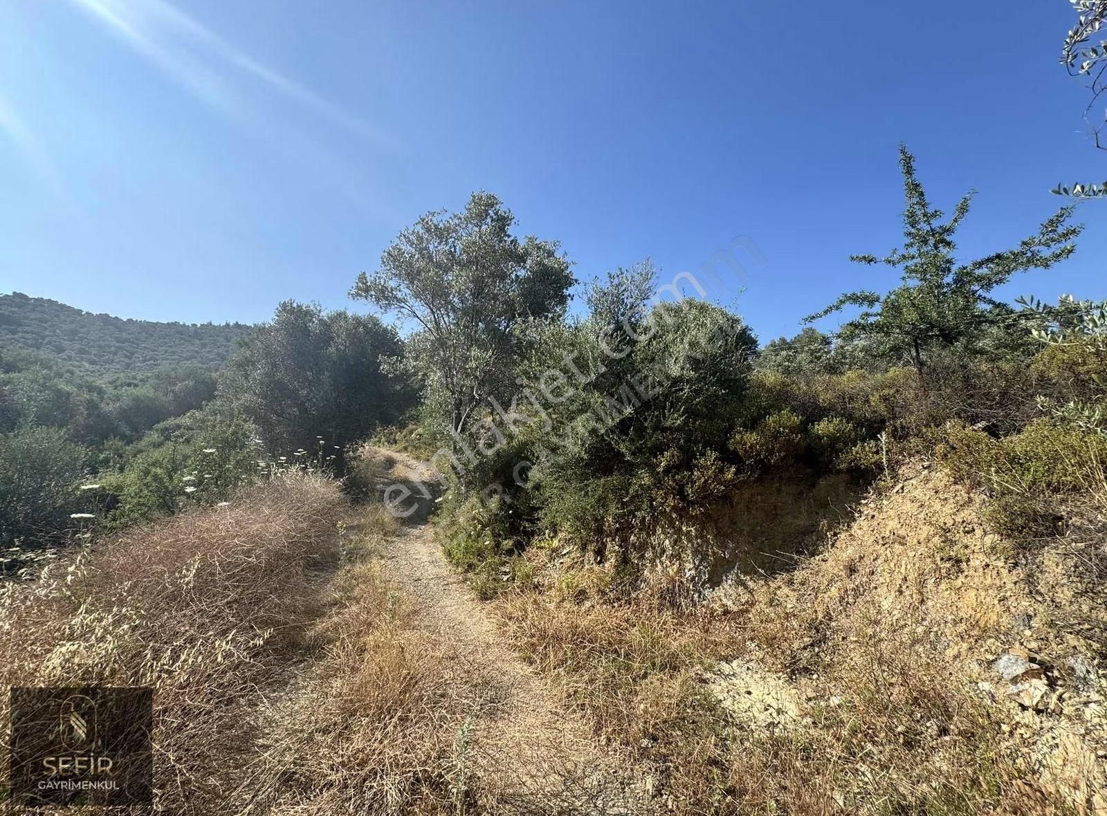 Asfalt Yola Yakın 26 Dönüm Yolu Olan Zeytinlik - Görsel 2