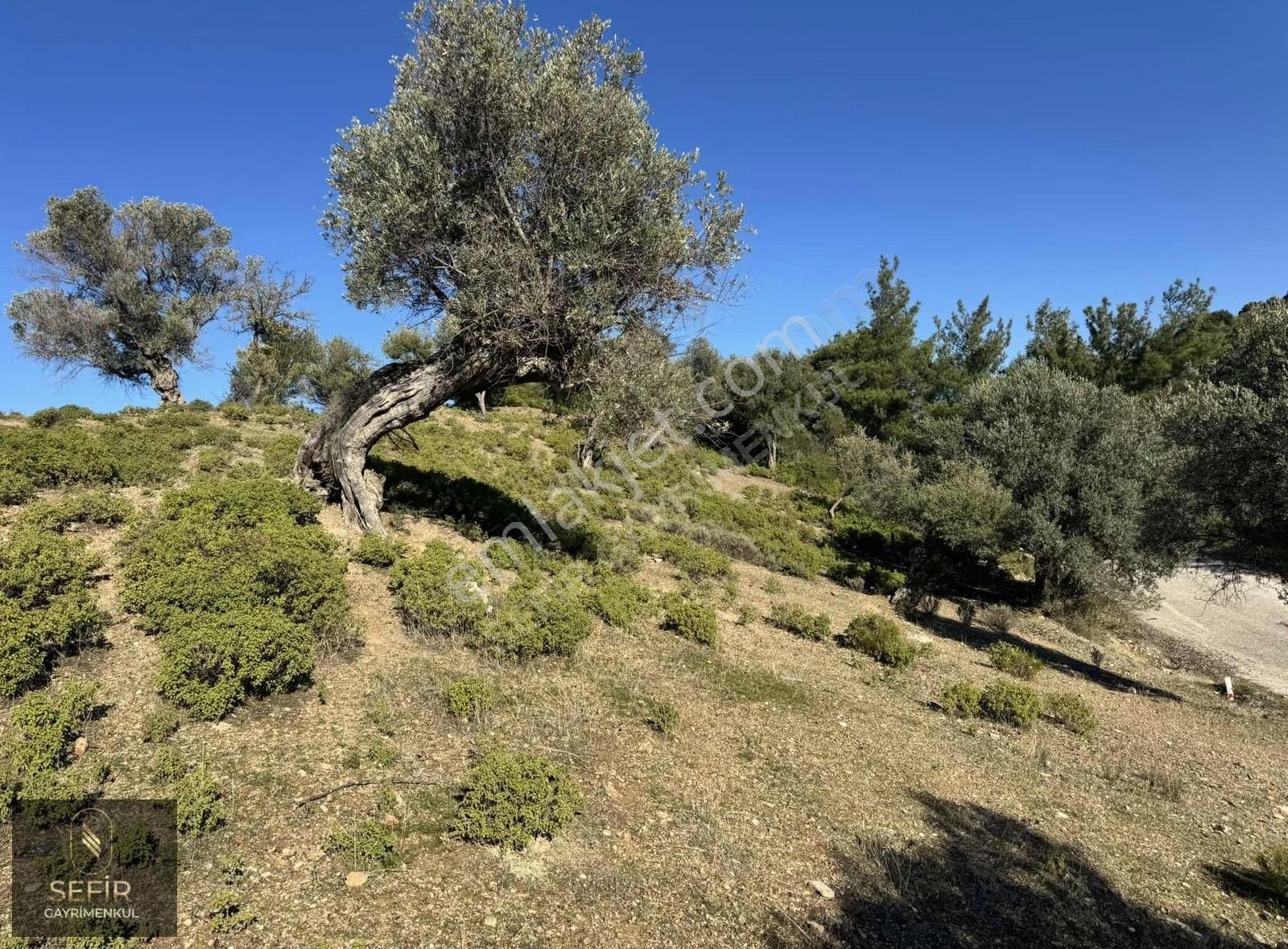 Asfalt Yol Cepheli Düzlüğü Olan Zeytinlik - Görsel 5