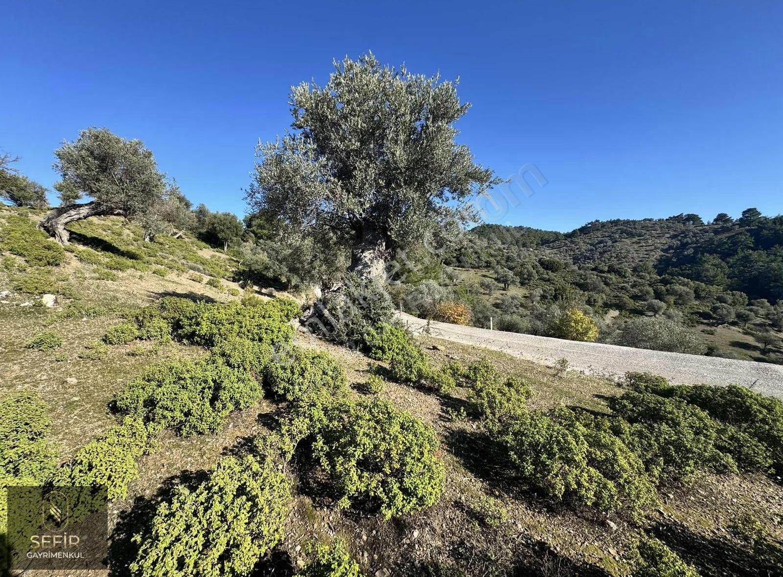 Asfalt Yol Cepheli Düzlüğü Olan Zeytinlik