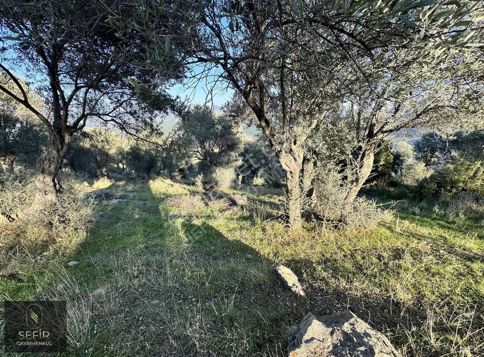 Doğa Deniz Ve Göl Manzaralı 40 Dönüm Zeytinlik - Görsel 2