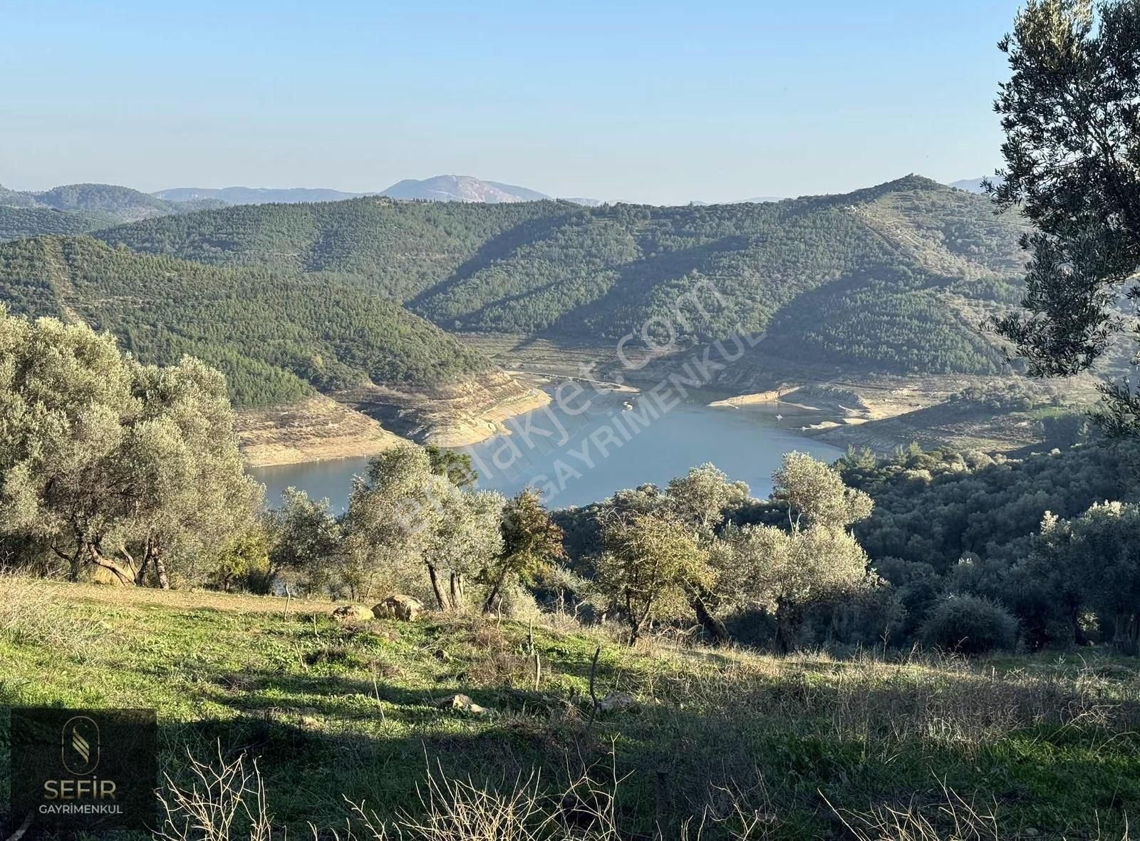 Doğa Deniz Ve Göl Manzaralı 40 Dönüm Zeytinlik - Görsel 5