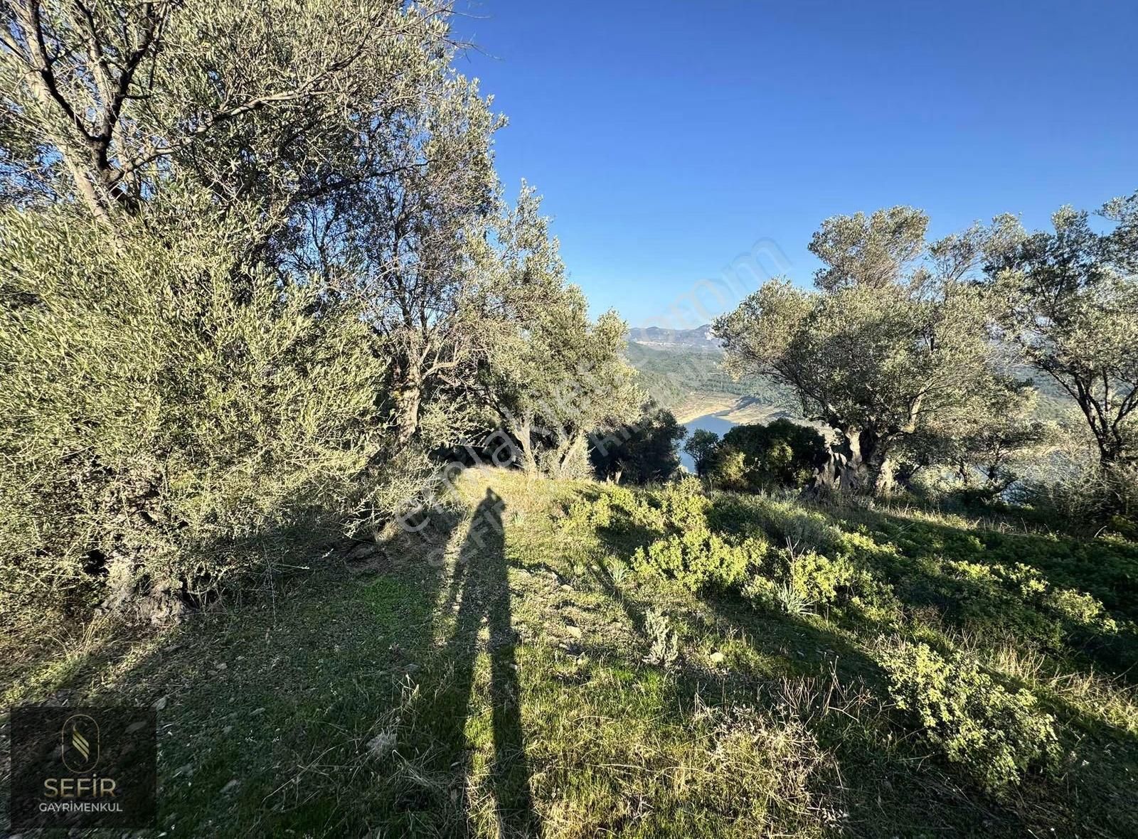 Doğa Deniz Ve Göl Manzaralı 40 Dönüm Zeytinlik - Görsel 13