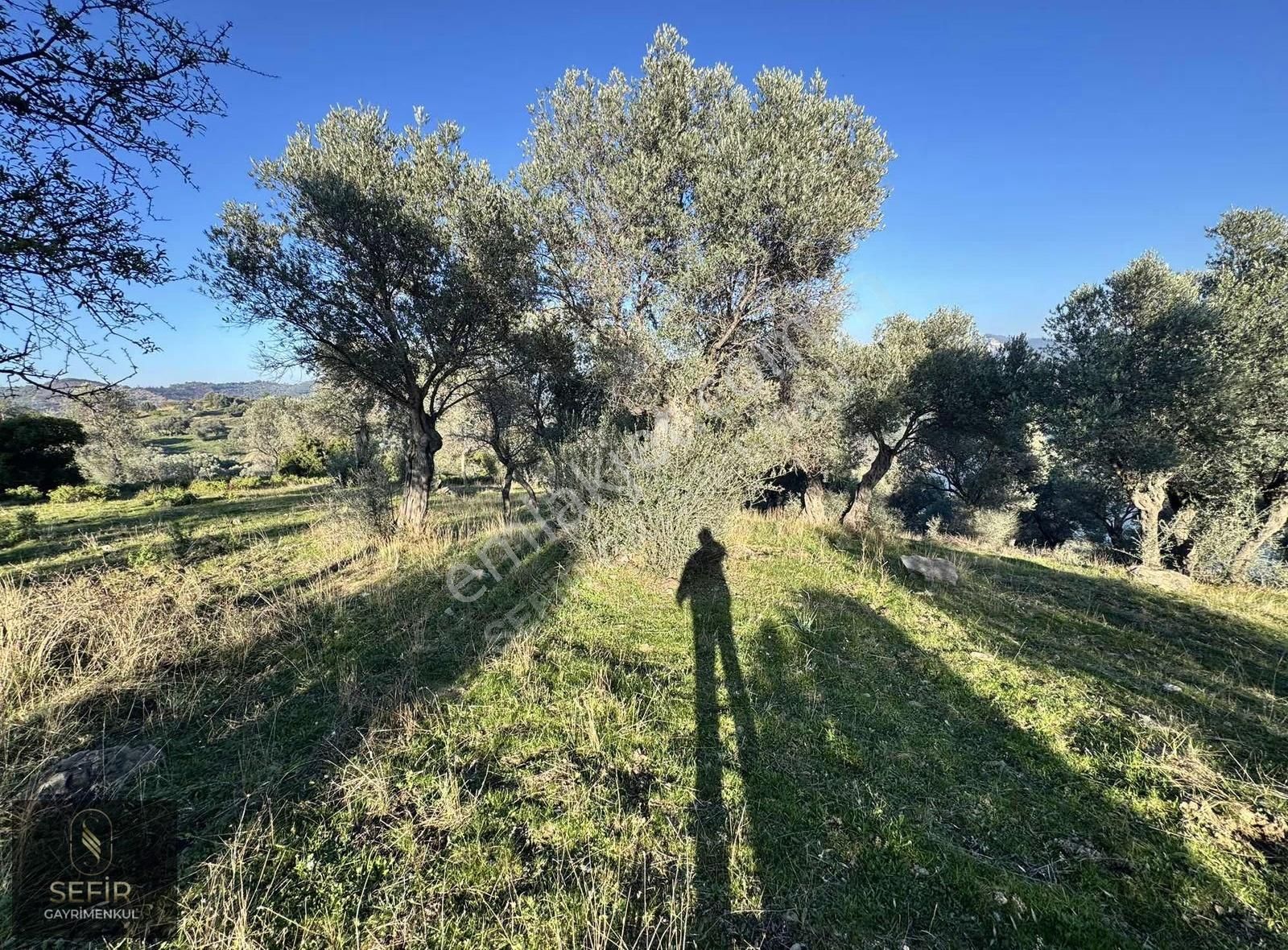Doğa Deniz Ve Göl Manzaralı 40 Dönüm Zeytinlik - Görsel 7