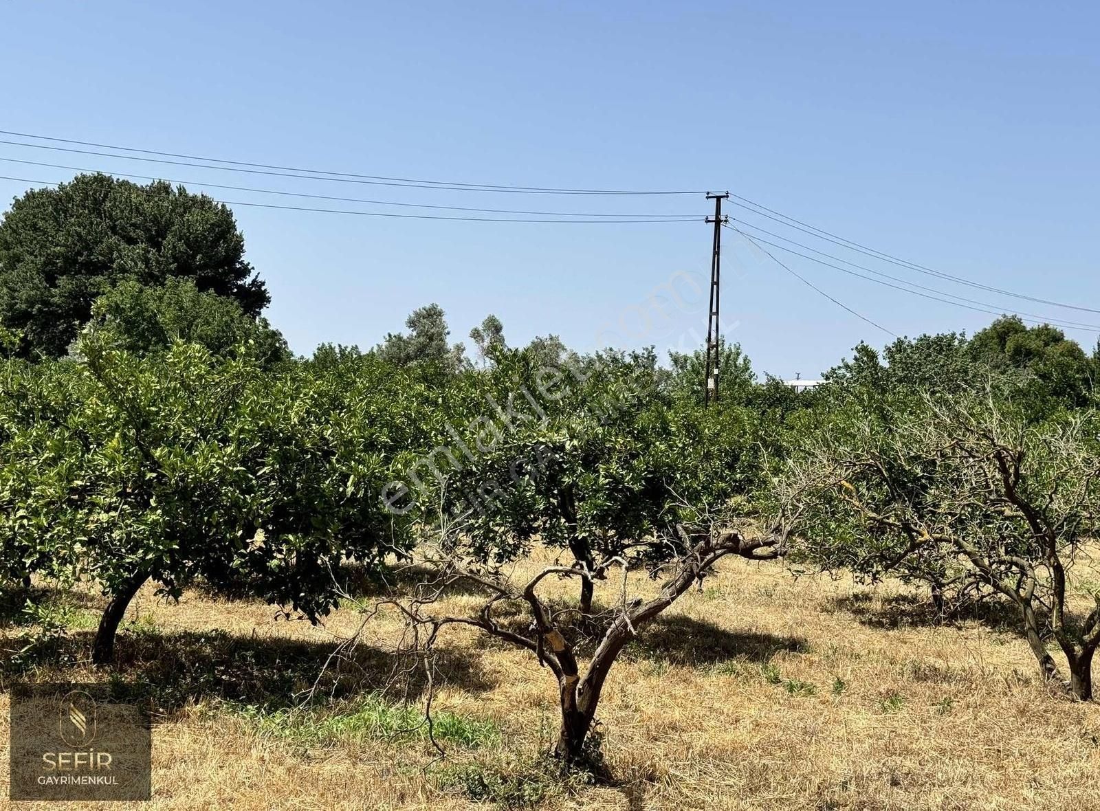 Hıdırlık'ta Merkeze Çok Yakın 6 Dönüm Mandalina Bahçesi - Görsel 7
