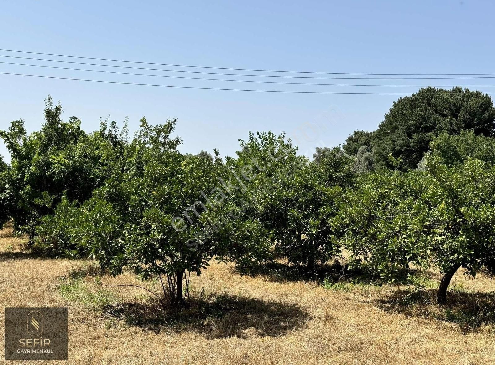 Hıdırlık'ta Merkeze Çok Yakın 6 Dönüm Mandalina Bahçesi - Görsel 6