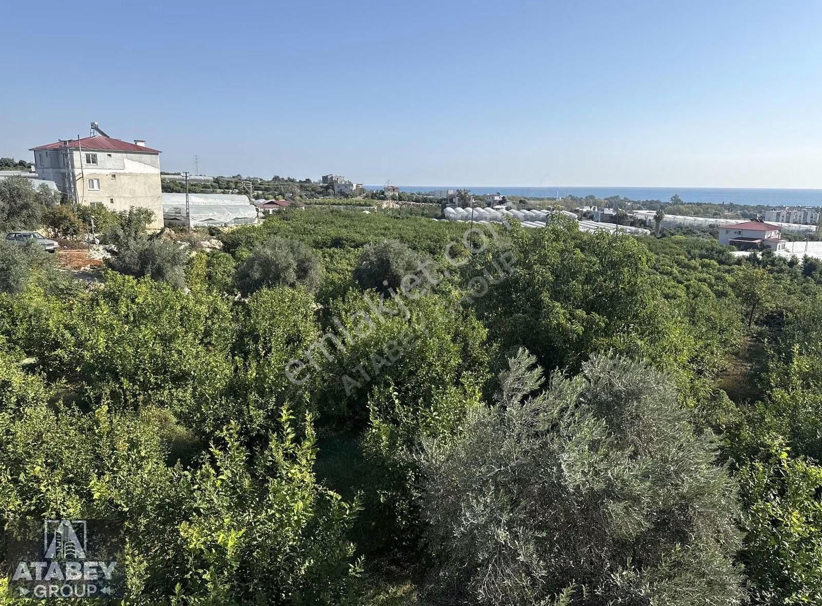 Atabey'den Kocahasanlı'da 2310m² Köşe Parsel Arsa (2050+260)