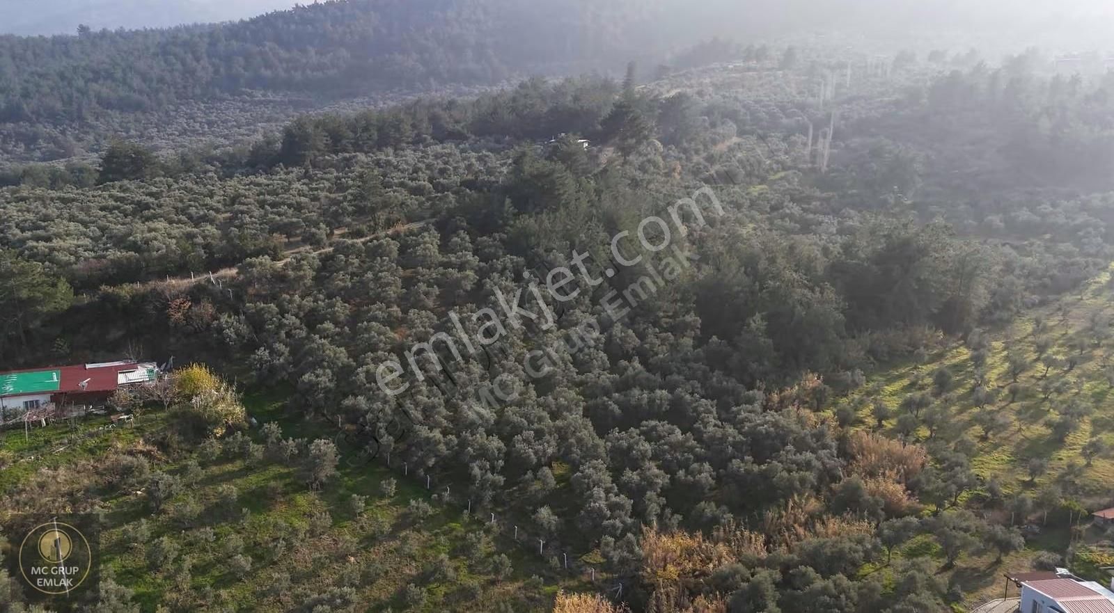 Mc Grup'tan Armutluda Verimli Zeytin Bahçesi - Görsel 14