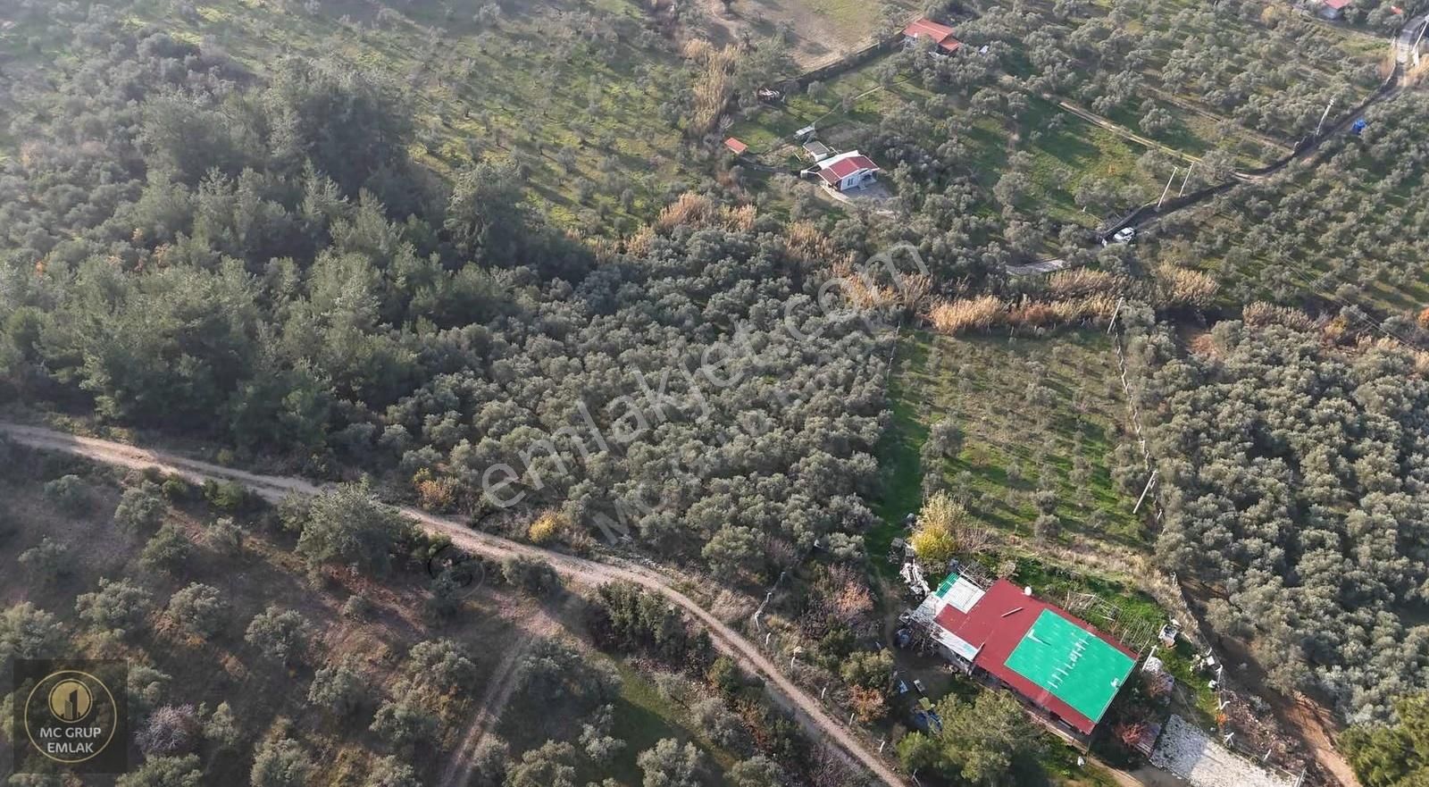 Mc Grup'tan Armutluda Verimli Zeytin Bahçesi - Görsel 5